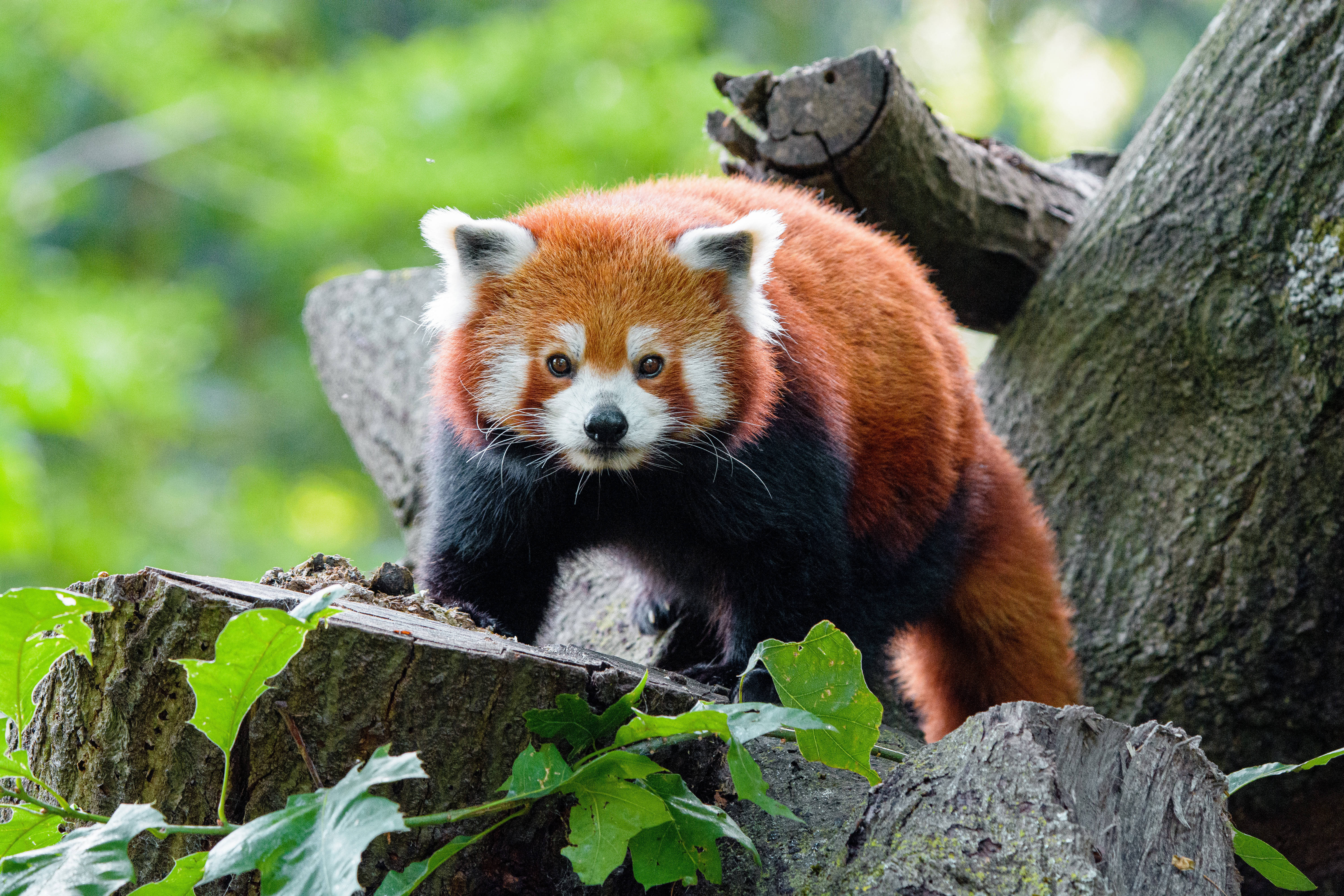 Copac cu panda roșu Fundal