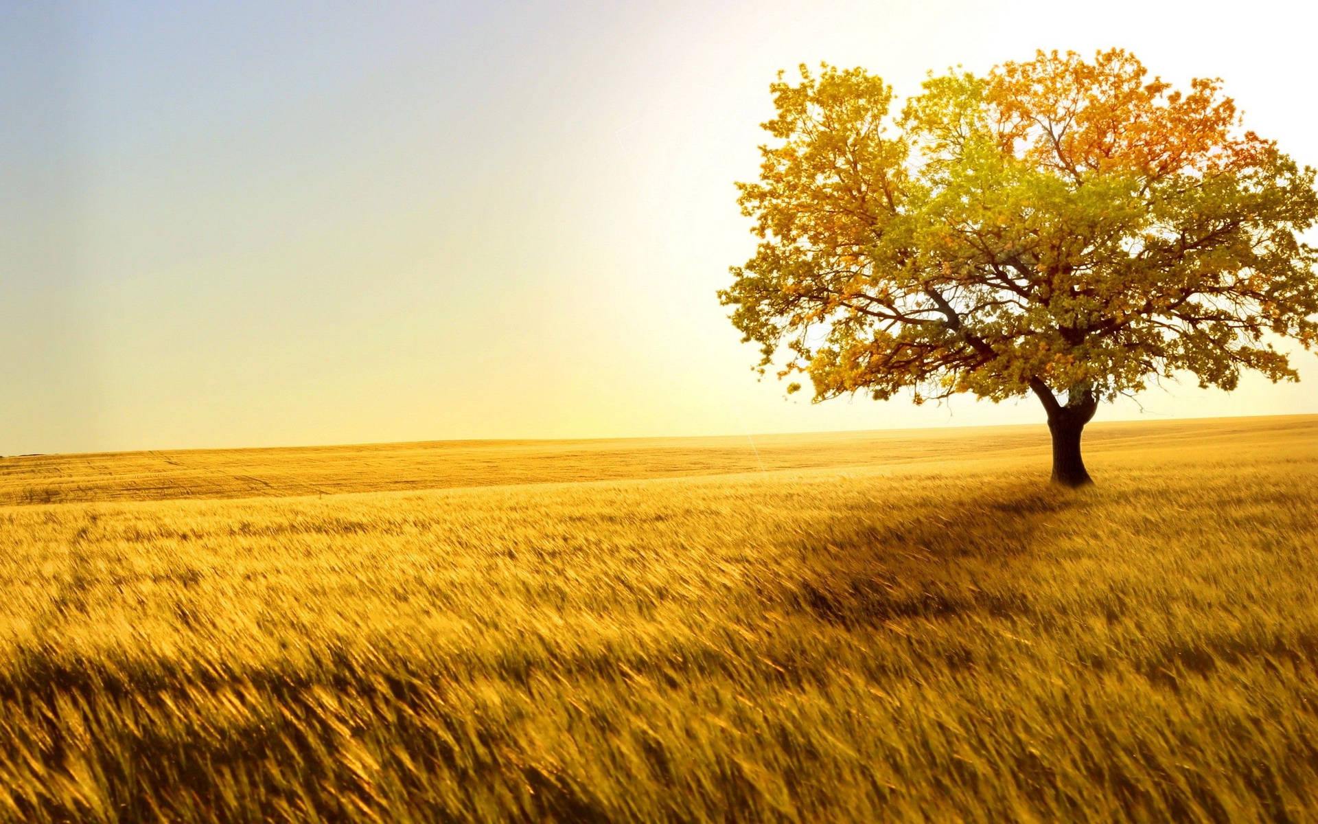 Copac în Natură 4K — Natura 4K Fundal