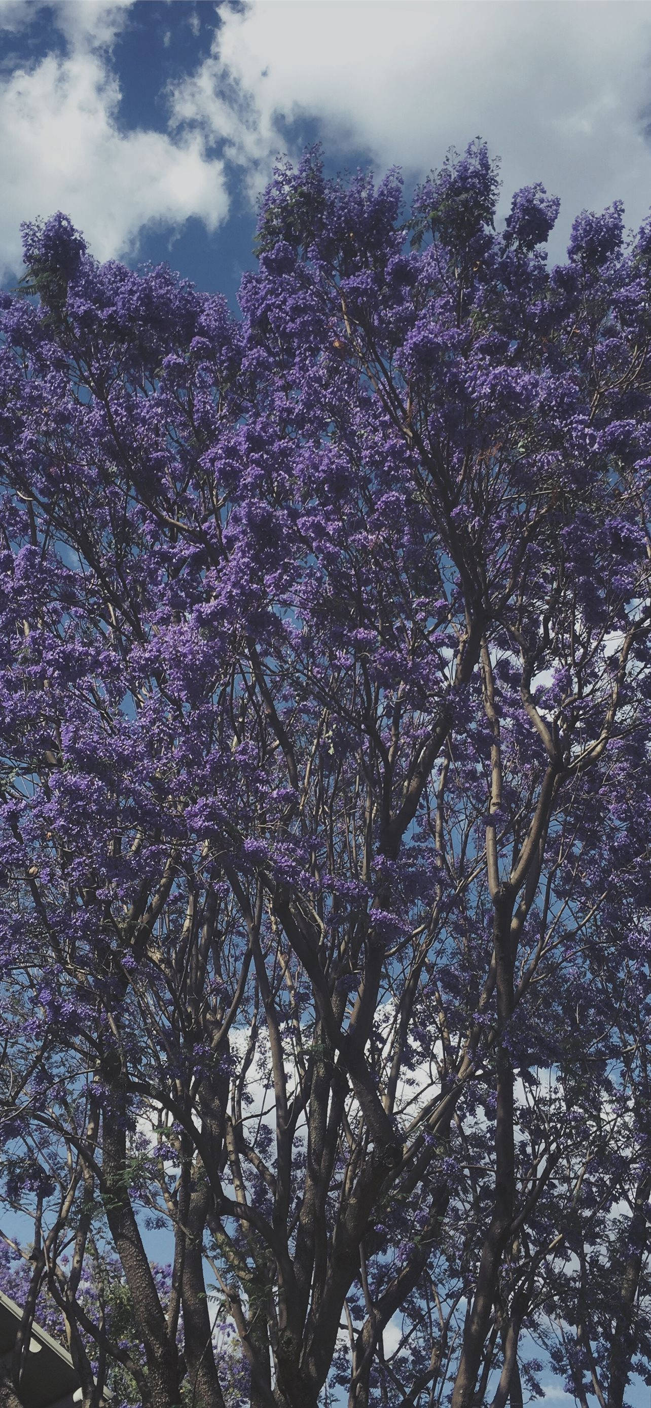 Copac Violet Cool Fundal