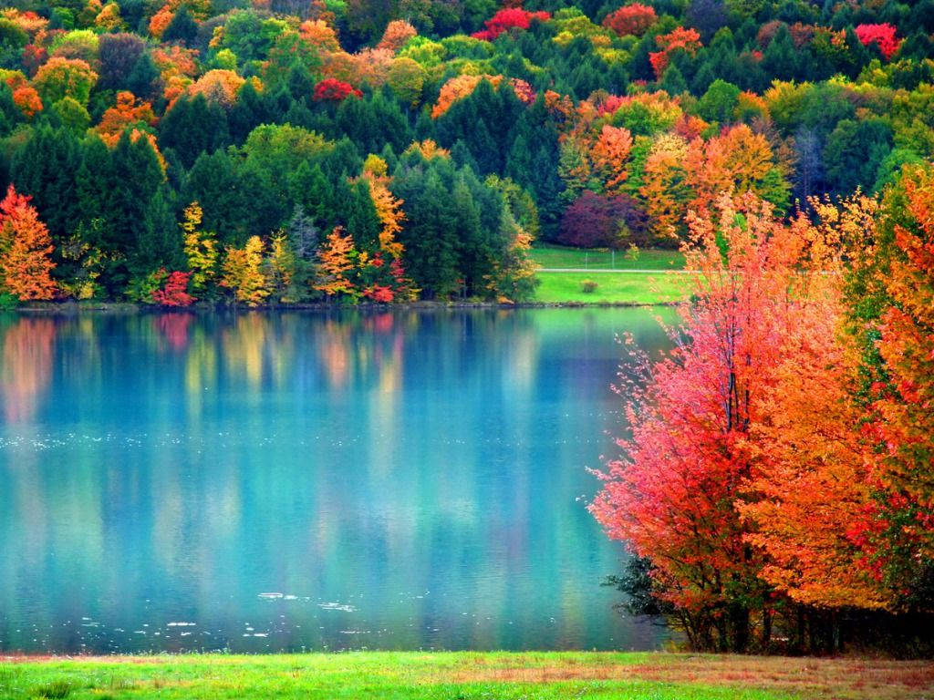 Copaci Colorati în Timpul Toamnei Fundal