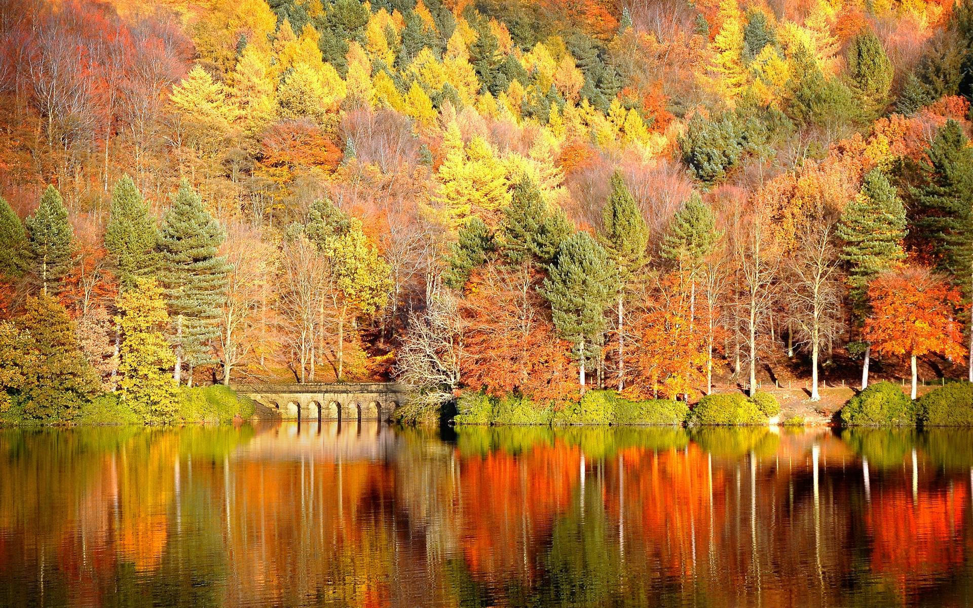 Copaci Colorati Sezonul de Toamna Fundal