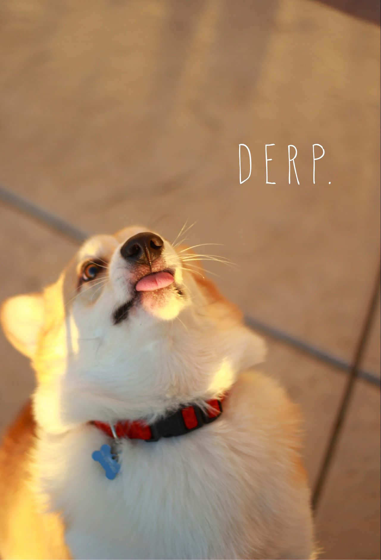 Corgi amuzant cu limba scoasă în ora de aur Fundal