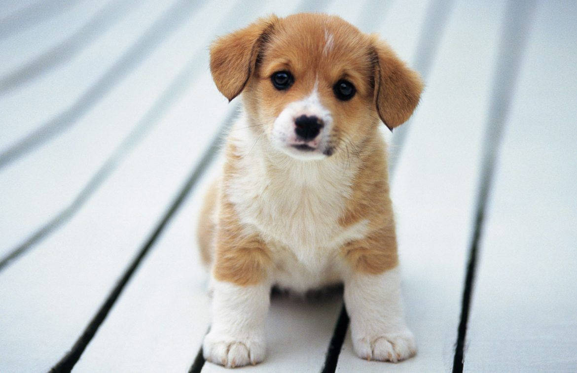 Corgi Curios și Drăguț Fundal