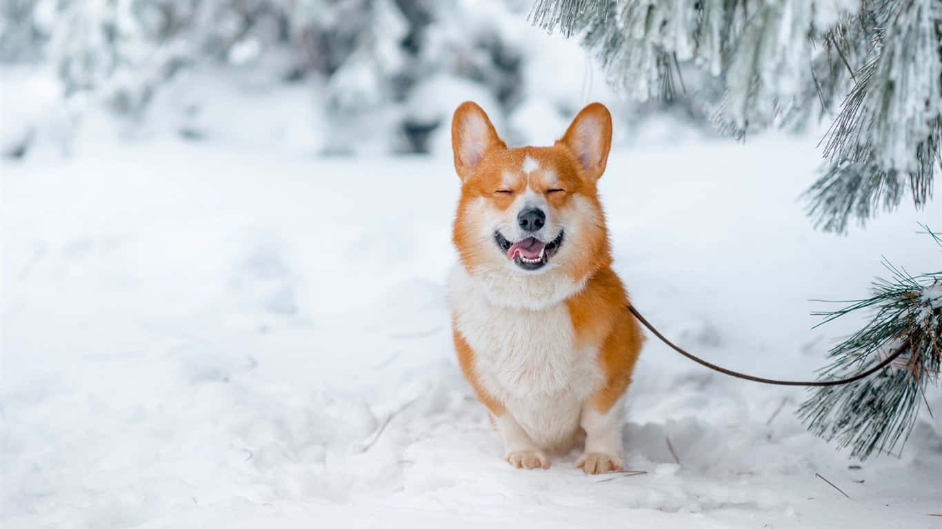 Corgi de iarnă Fundal