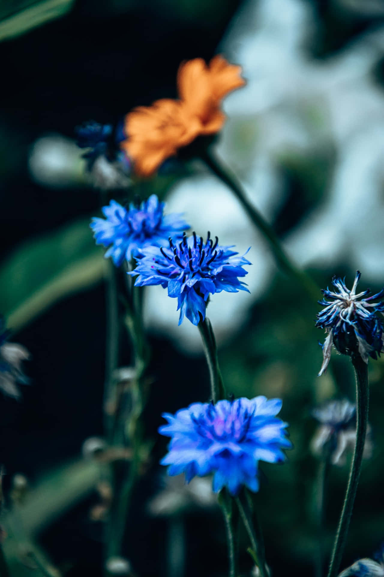 Cornflowers Flori Albastre Telefon Fundal