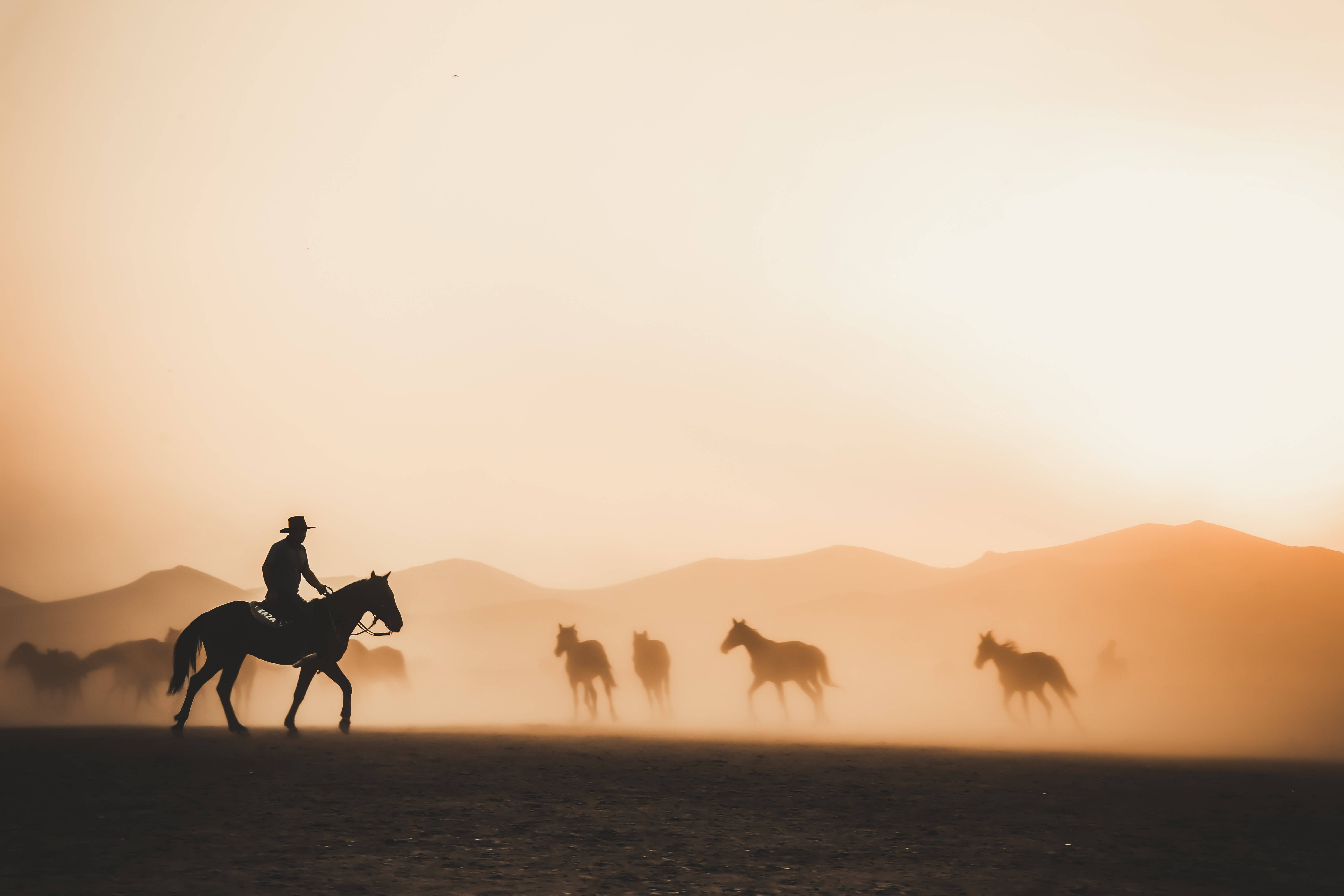 Cowboy careu cu cai pe fundal 4K tabletă Fundal