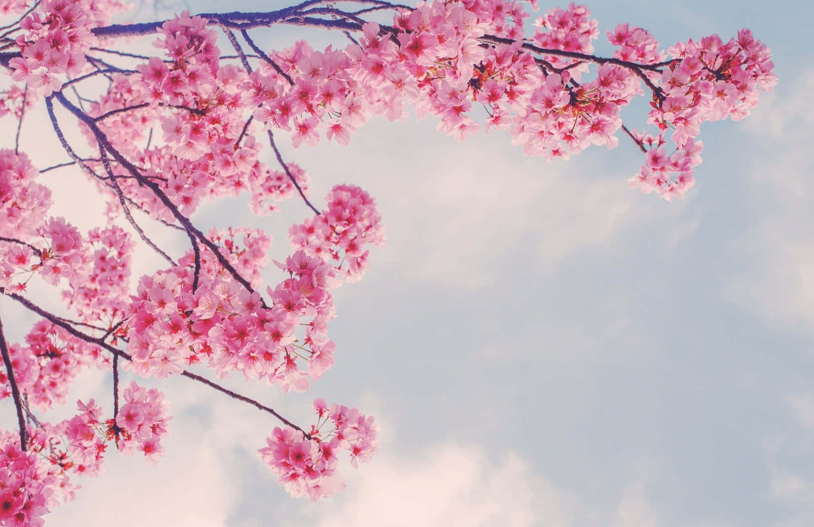 Crengi de Sakura Roz Primăvara Fundal