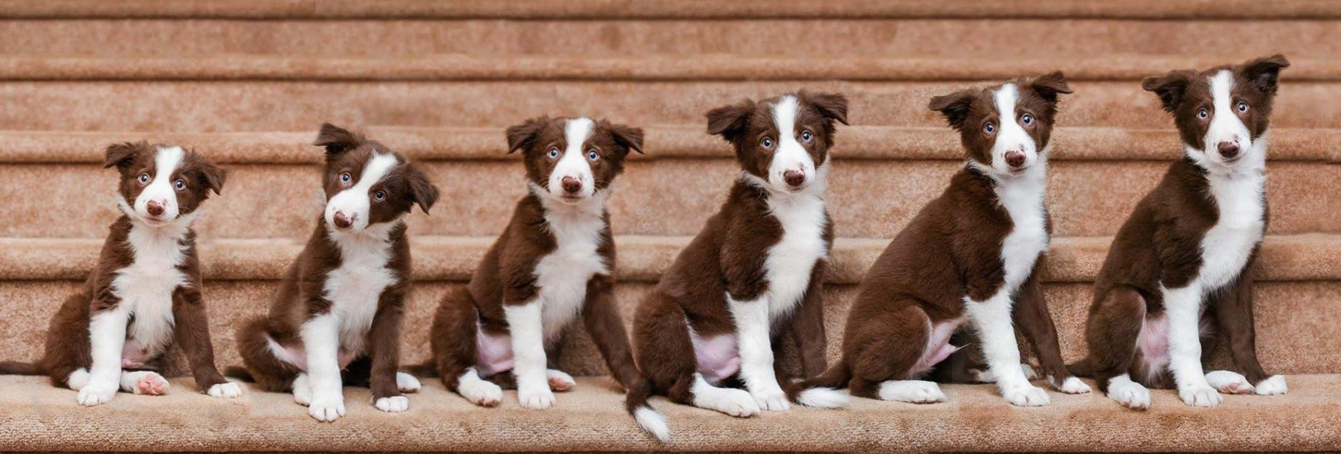 Creșterea cățelușului săptămână de săptămână Border Collie imagine Fundal