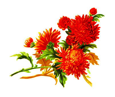Crisantemă portocalie vibrantă, artă florală Fundal
