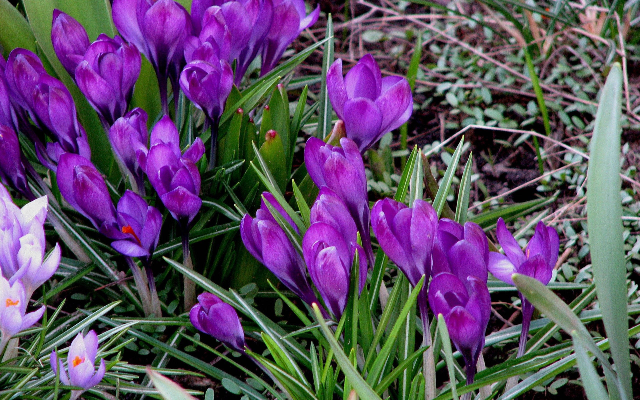 Crocus de Primăvară Fundal