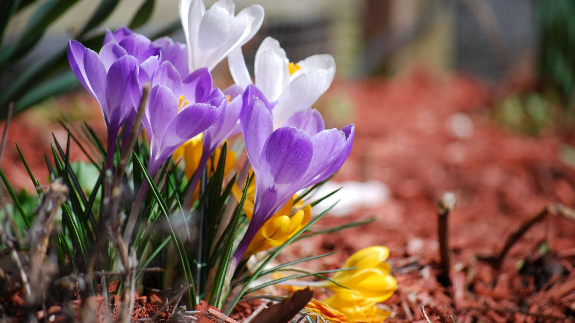 Crocusuri lavanda de primăvară Fundal