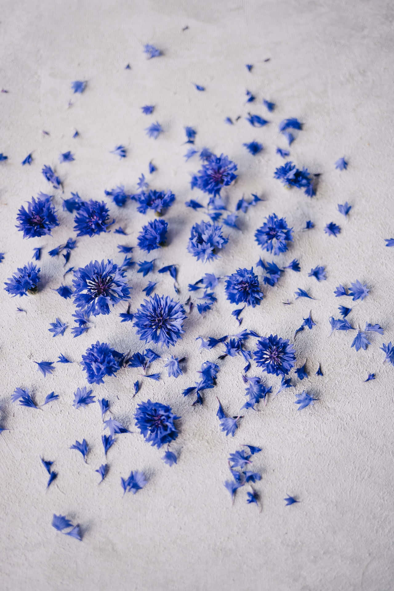 Crushed Petals Of Blue Flowers Phone Fundal
