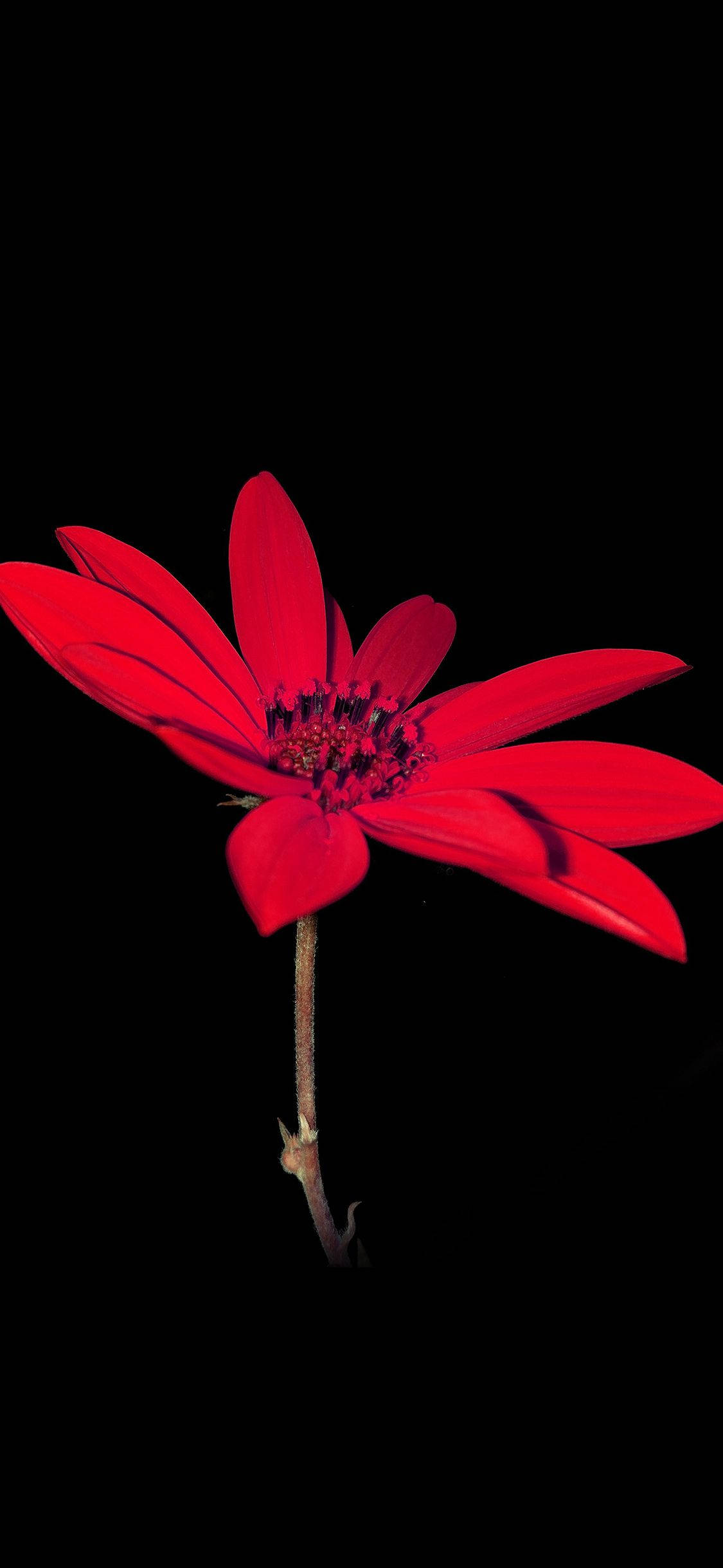 Dahlia Roșie Aprinsă Floare Apple Fundal