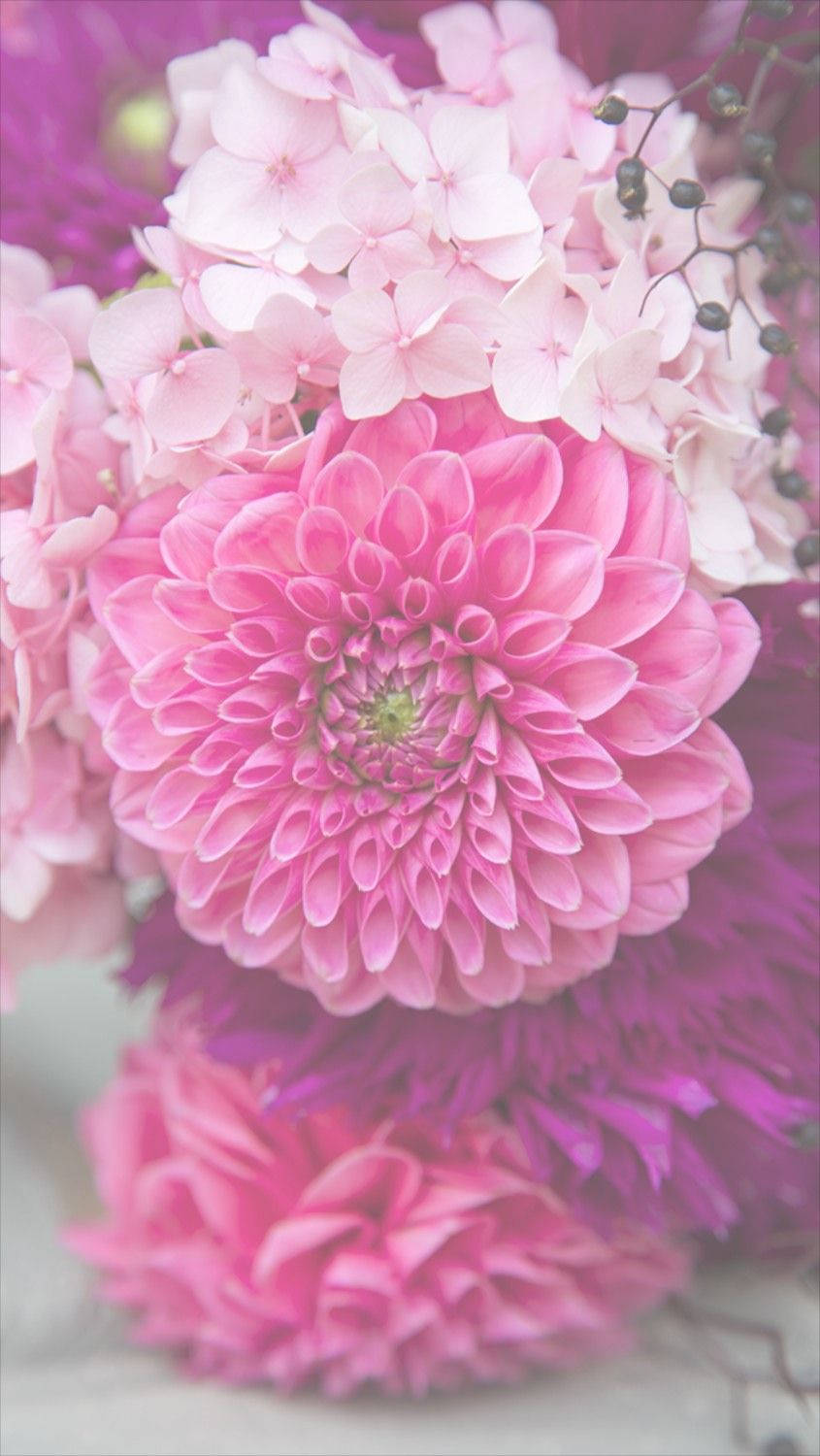 Dahlia Roz Floral iPhone Fundal