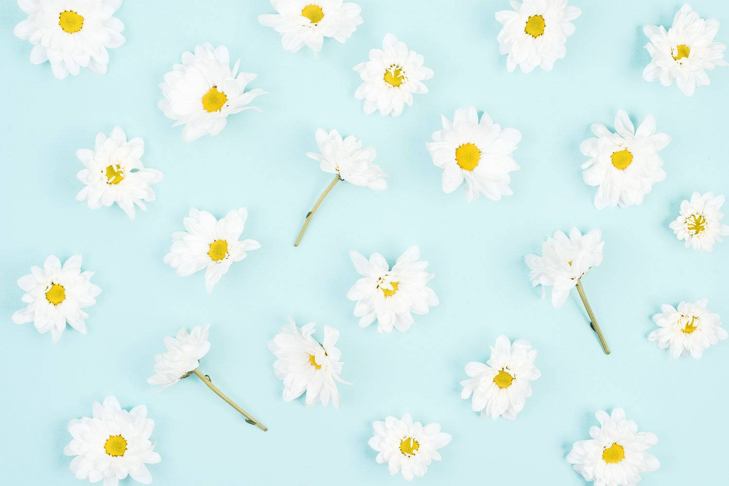 Daisy Aesthetic Bleu Deschis Fundal
