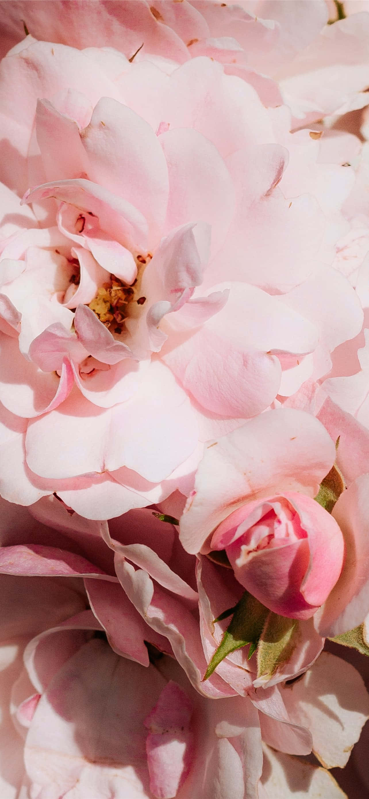 Debranșează-te și bucură-te de frumusețea artei florale cu acest fundal floral roz pentru iPhone. Fundal