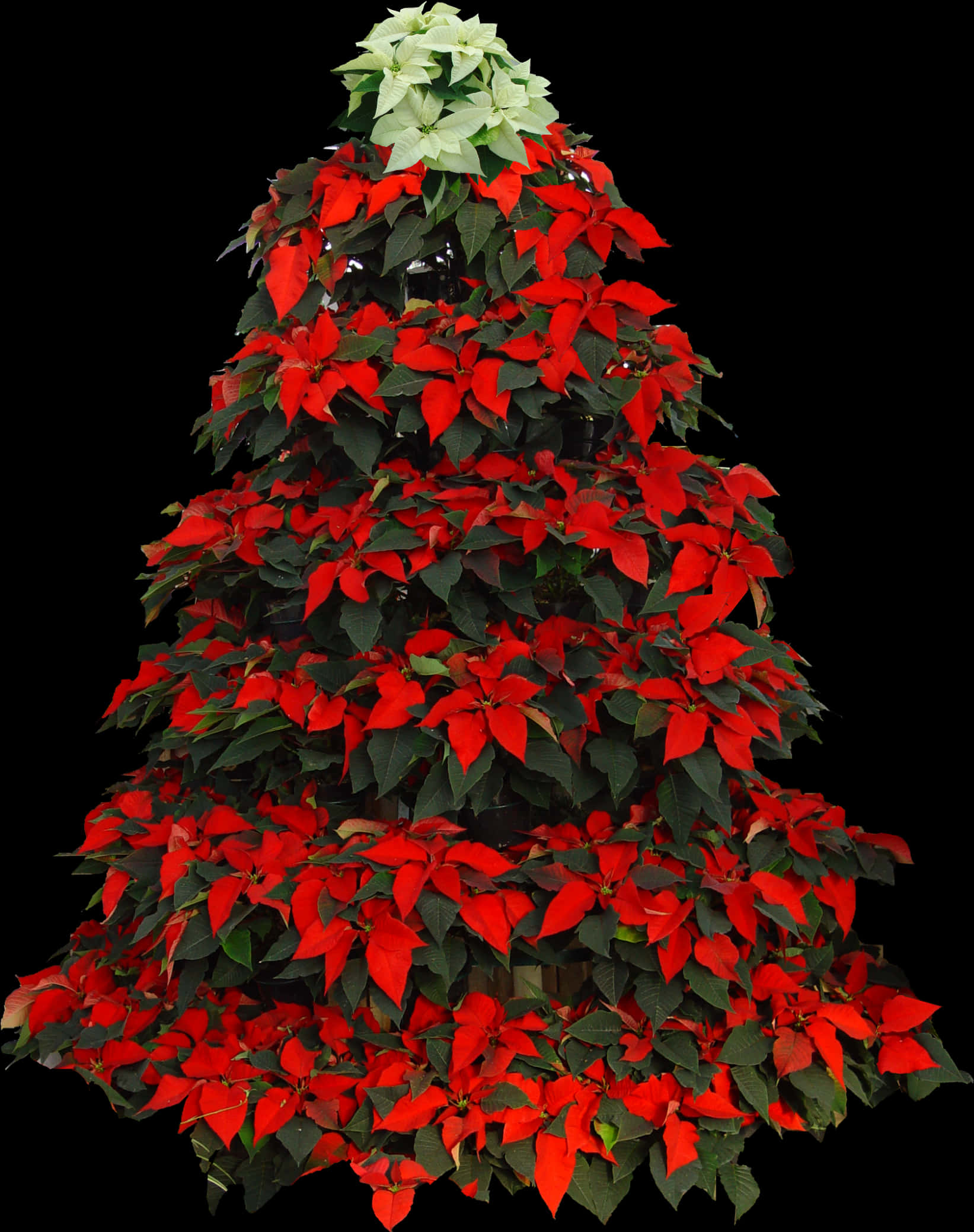 Decoratiune de Craciun cu Poinsettia pe Brad Fundal