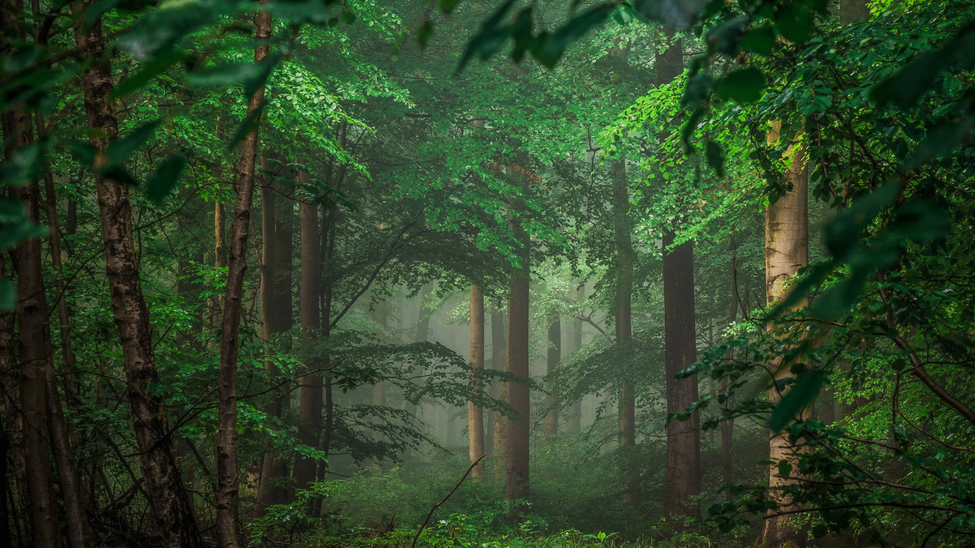 Descoperă frumusețea unei păduri tropicale în 8K Ultra HD Fundal