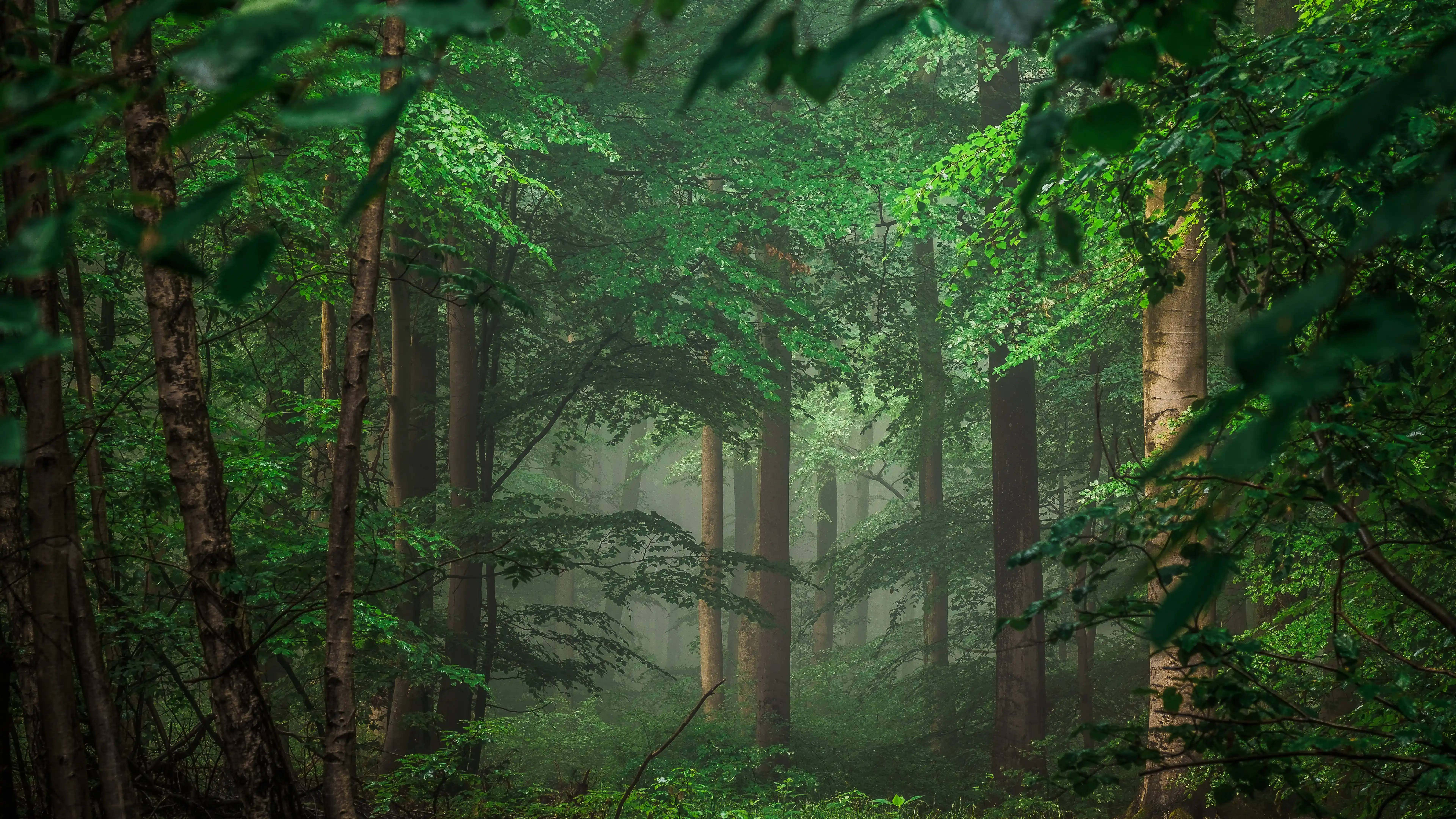 Descoperă frumusețea unei păduri tropicale în 8K Ultra HD Fundal