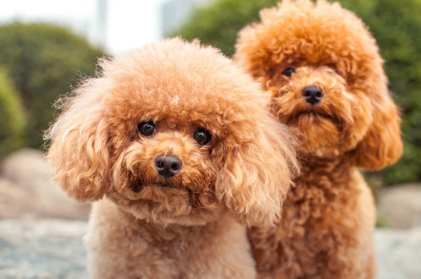 Descoperiți Affenpinscher - Câinele Maimuță Fundal