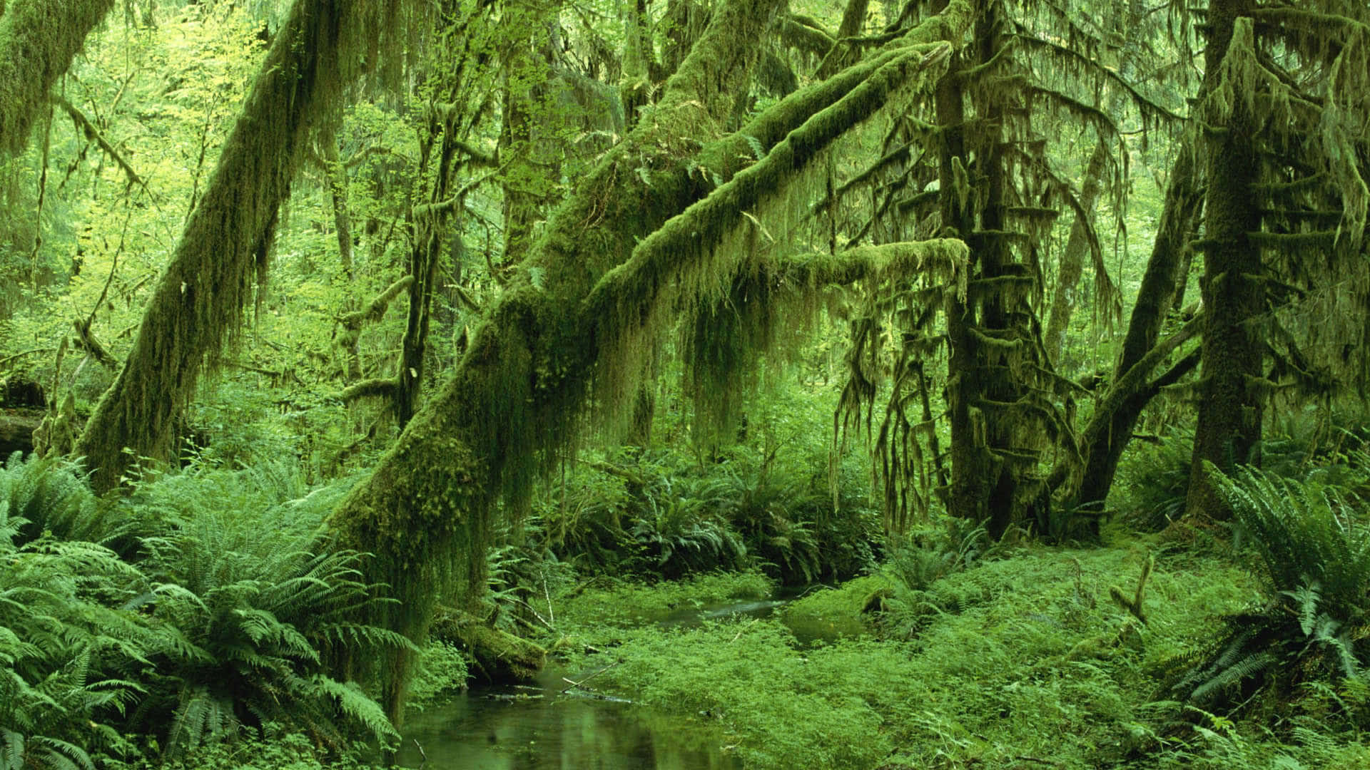 Desktop cu estetică verde și pădure mușchioasă Fundal