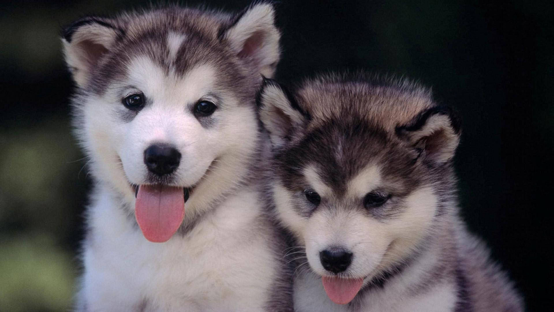 Doi pui de husky cu limba scoasă Fundal