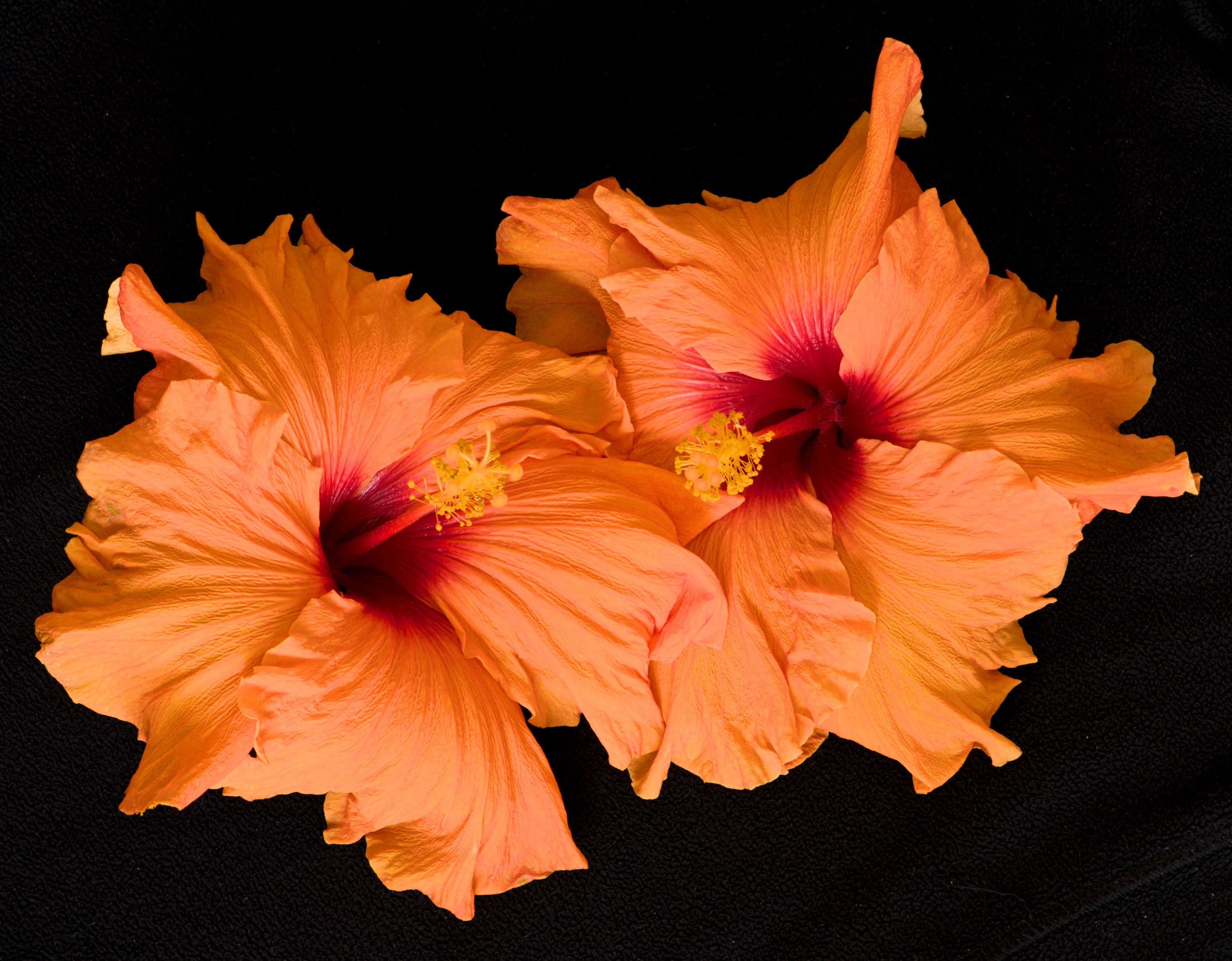 Două flori de hibiscus portocaliu Fundal