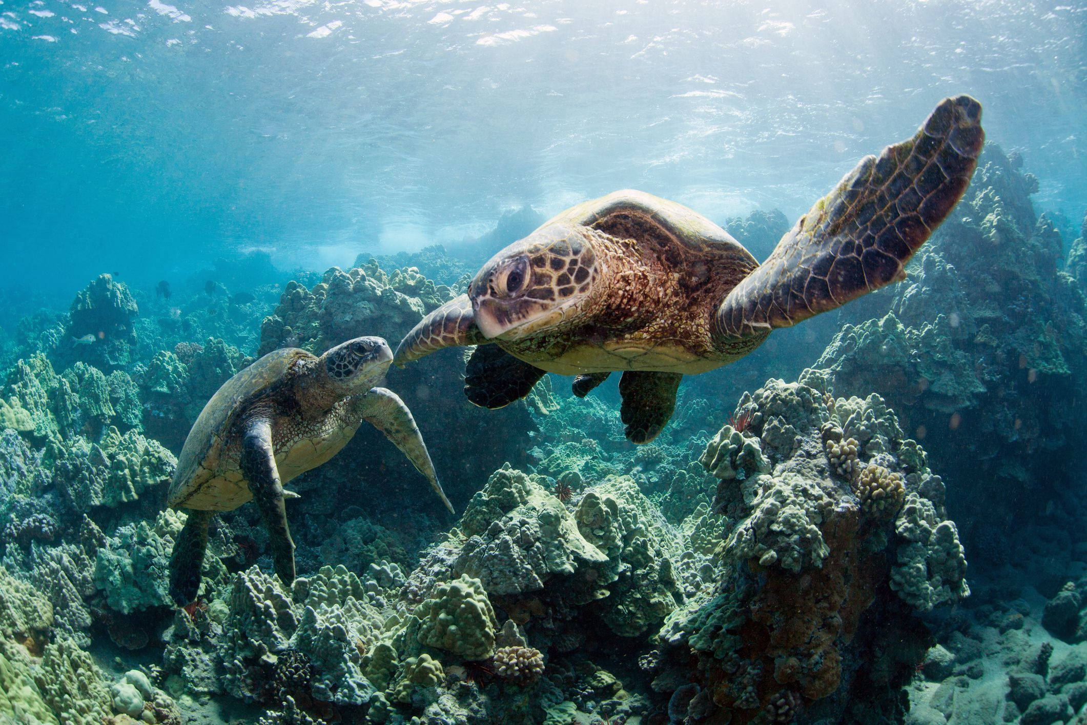 Două țestoase drăguțe în ocean Fundal