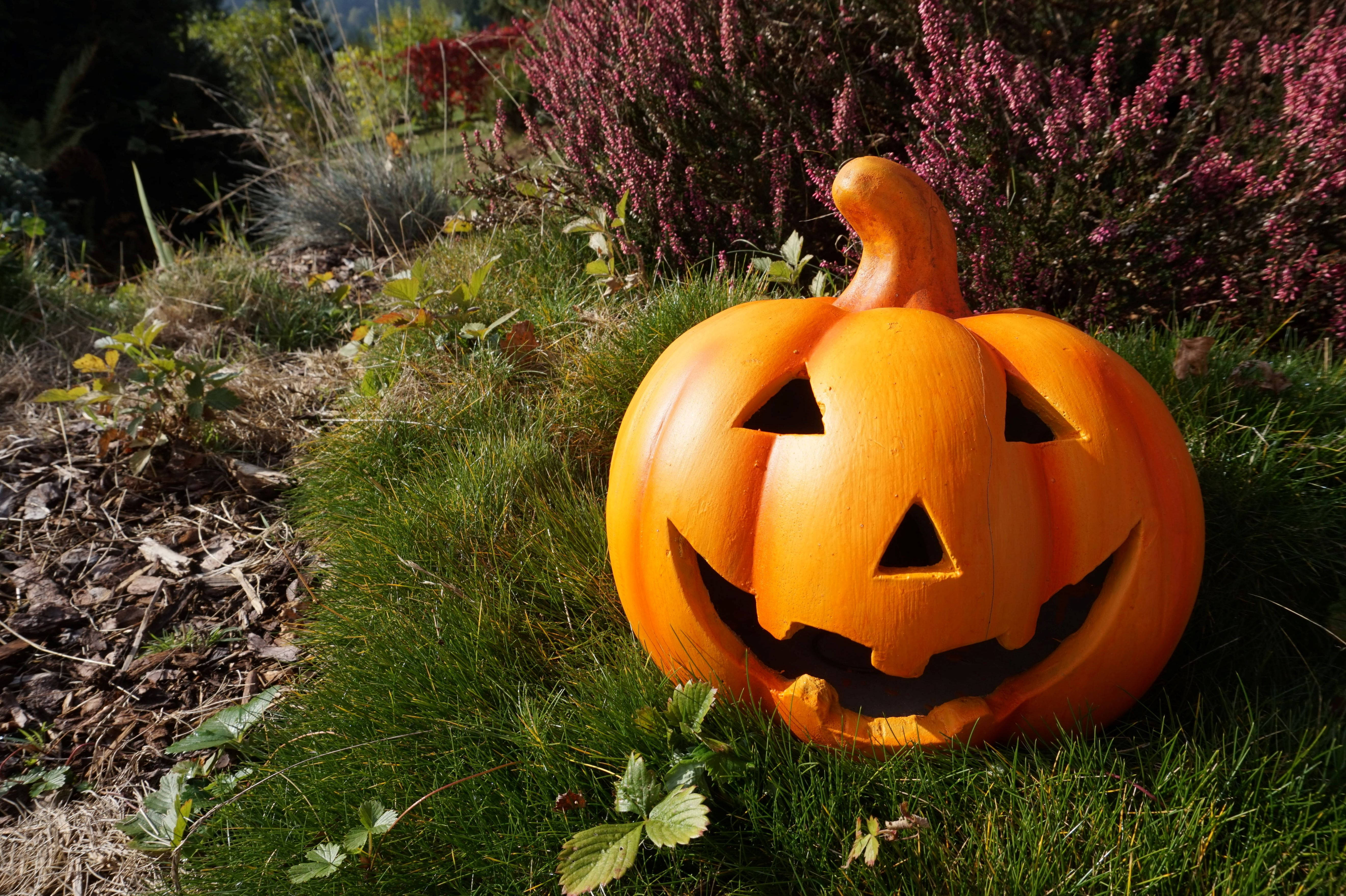 Dovleac drăguț de Halloween sub soare Fundal