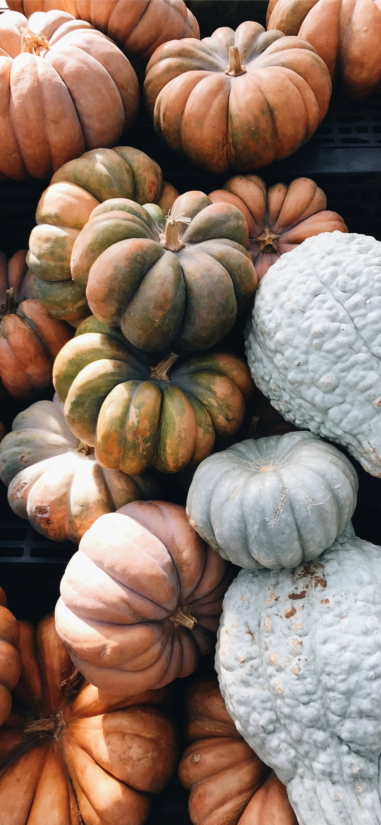 Dovleci în Diferite Culori iPhone Thanksgiving Fundal