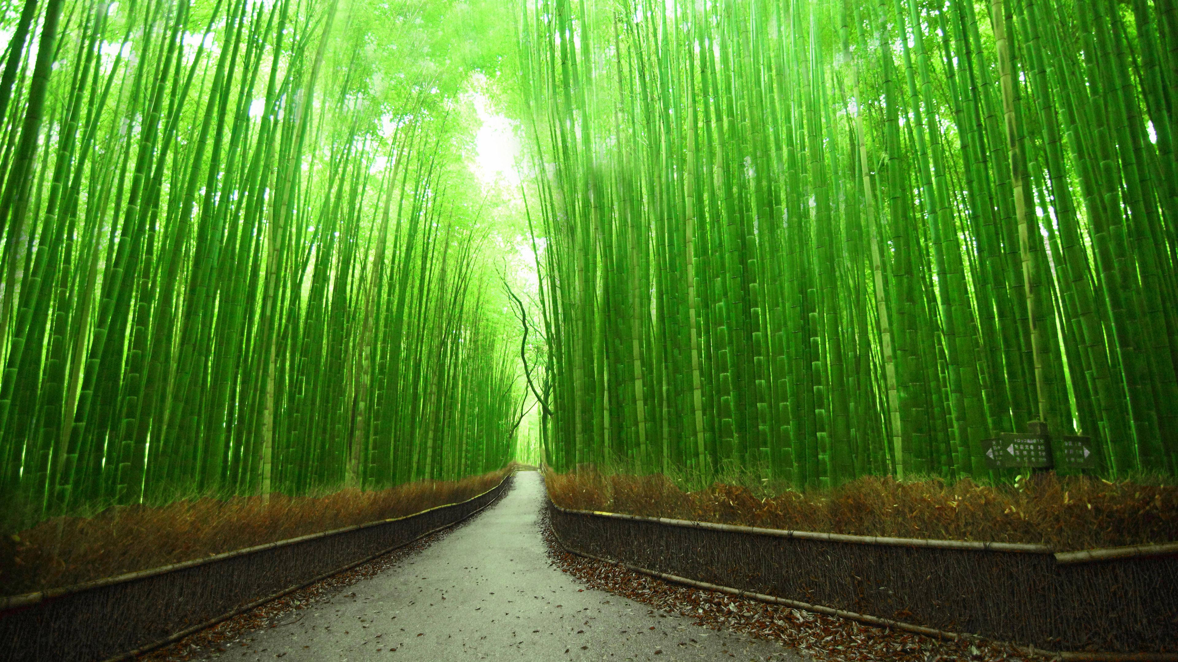 Drum cu bambus 4K Kyoto Japonia Fundal