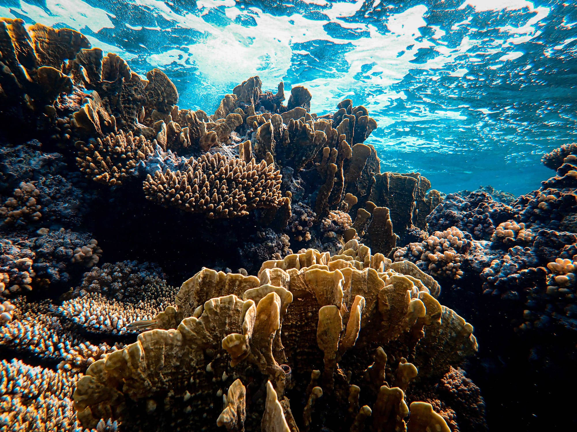 Ecosistem Subacvatic Impresionant - Recif de Corali în Marea Albastră Fundal