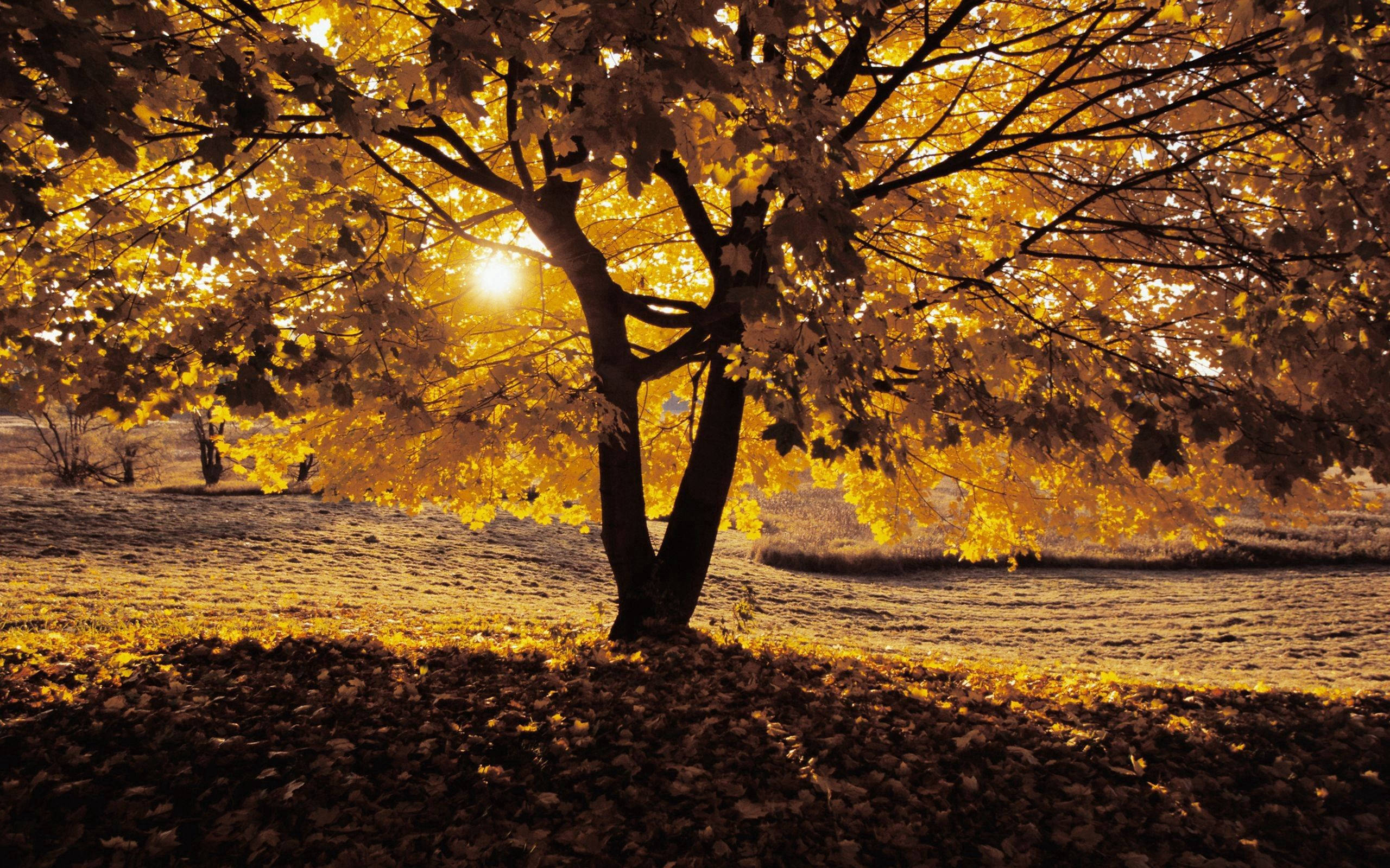 Enjoying Autumn warmth at the golden tree Fundal