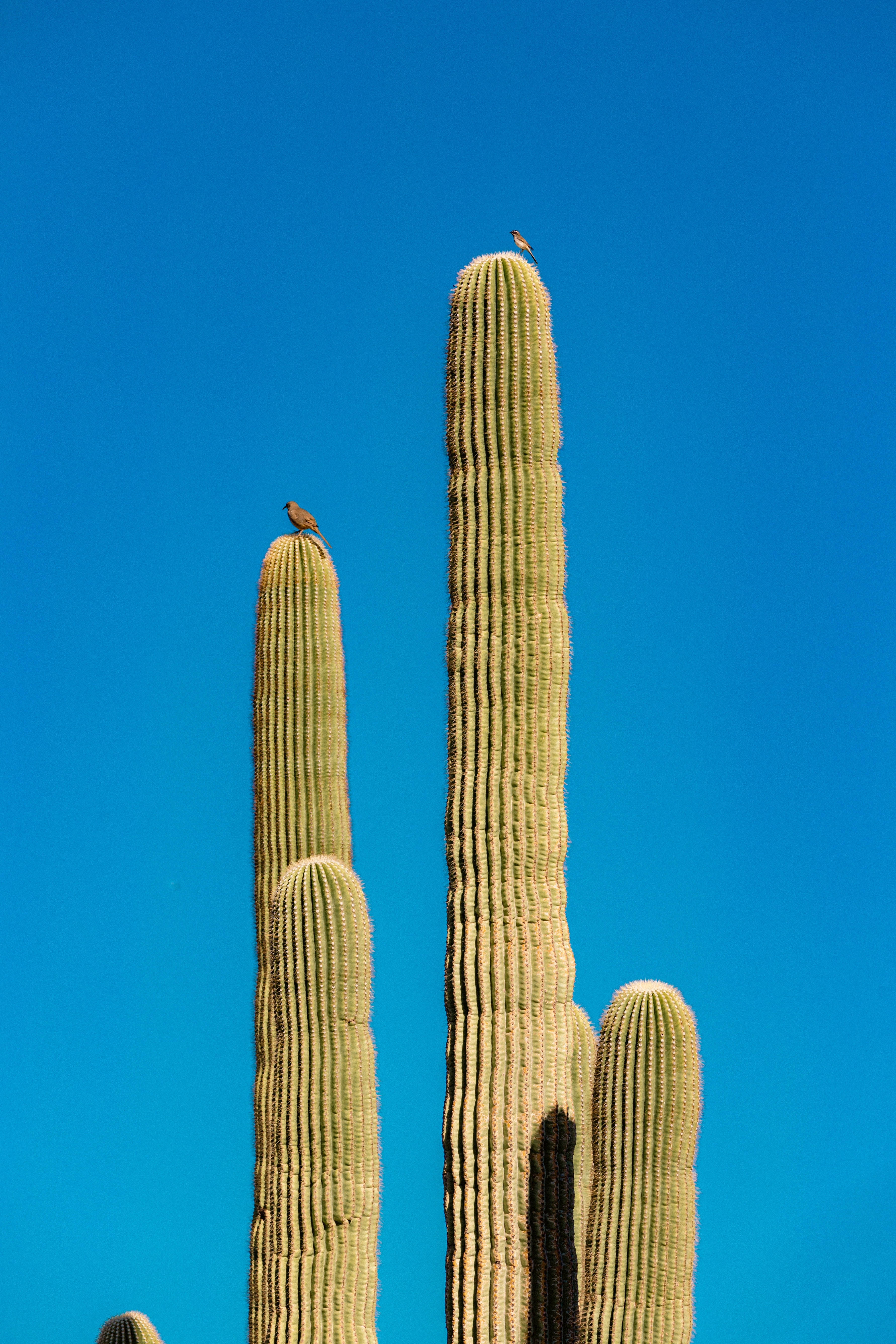 Estetică Cactus Cer Albastru Fundal