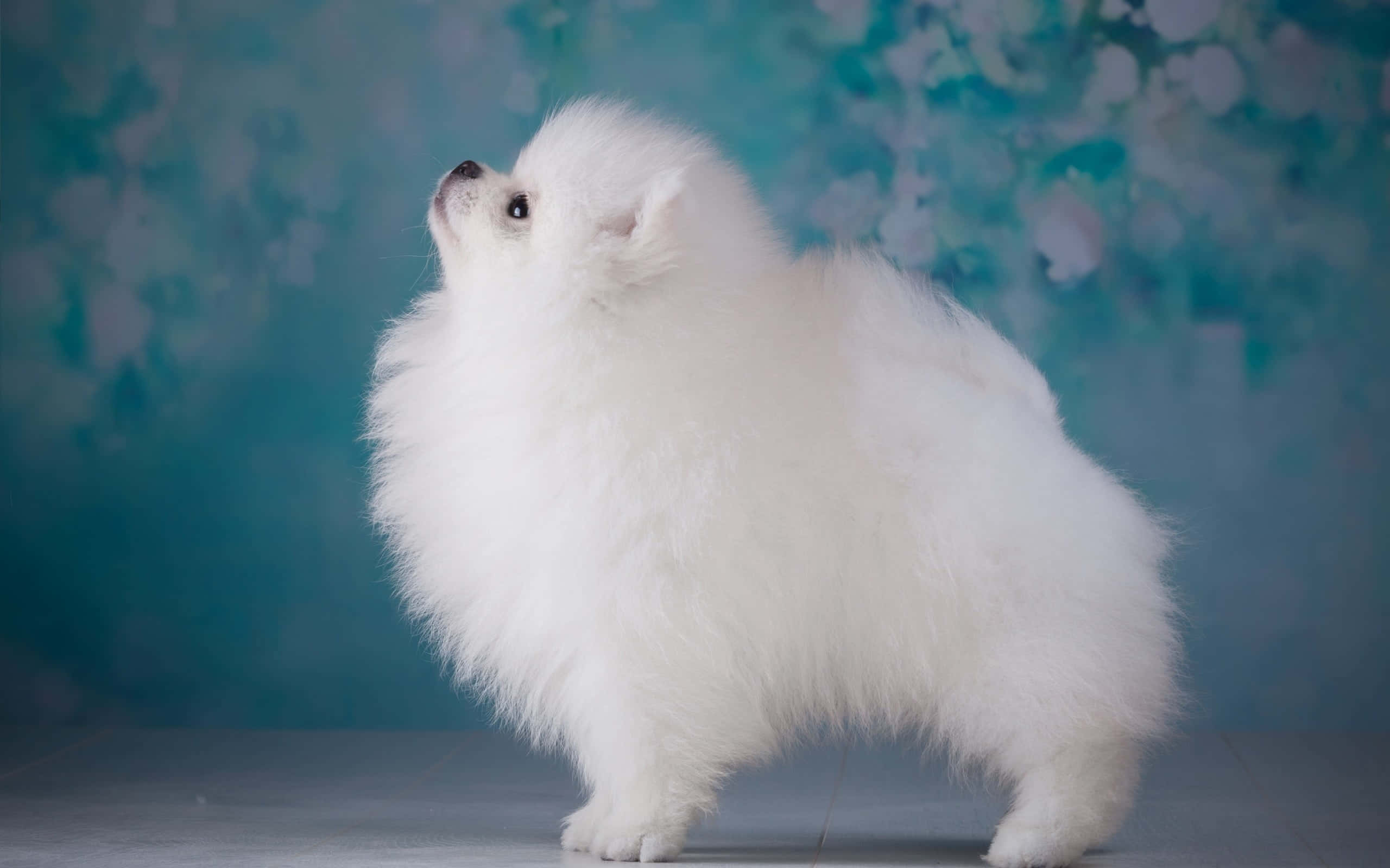 Estetică Câine Pomeranian Fundal