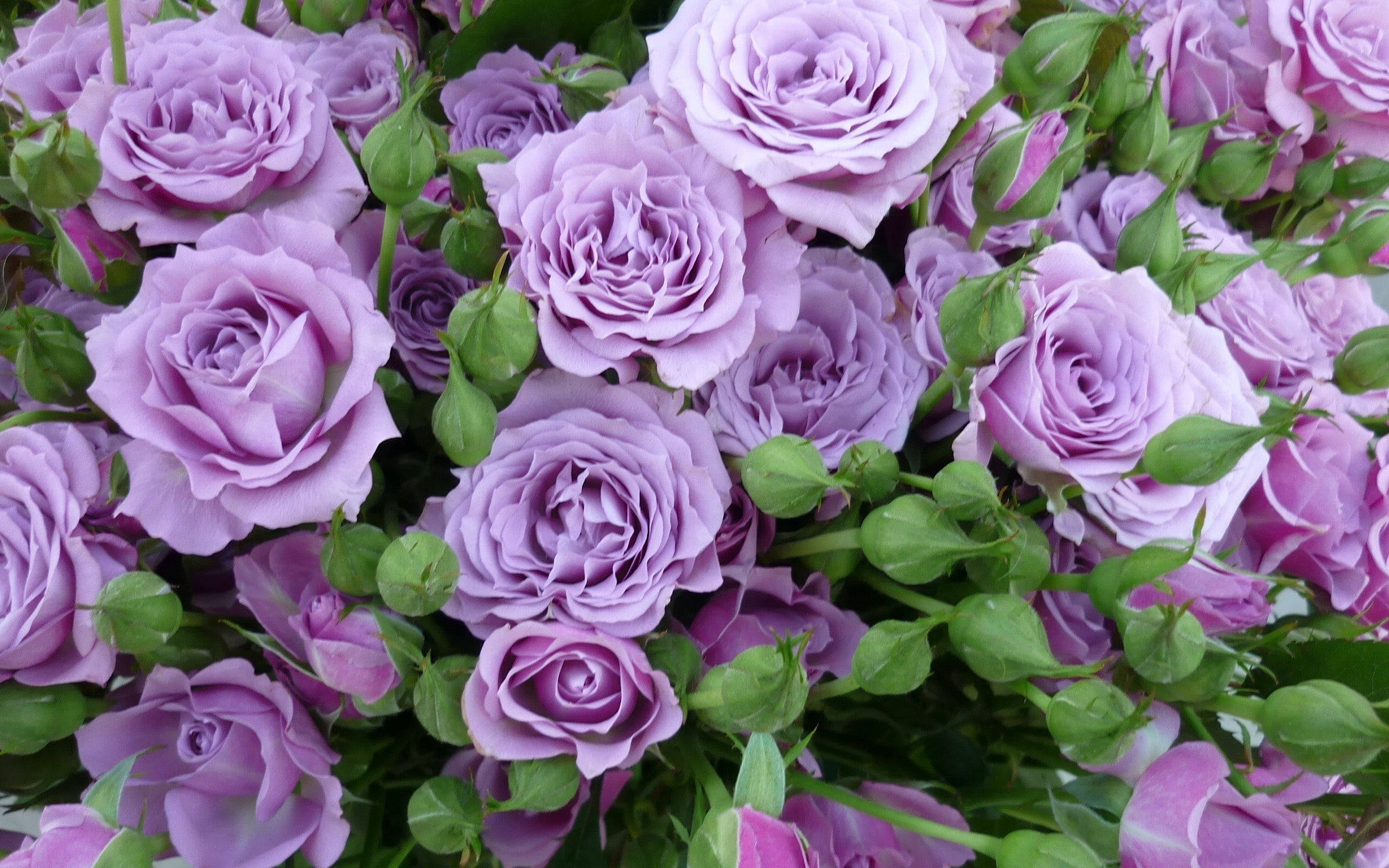 Estetică Liliac Trandafir Fundal