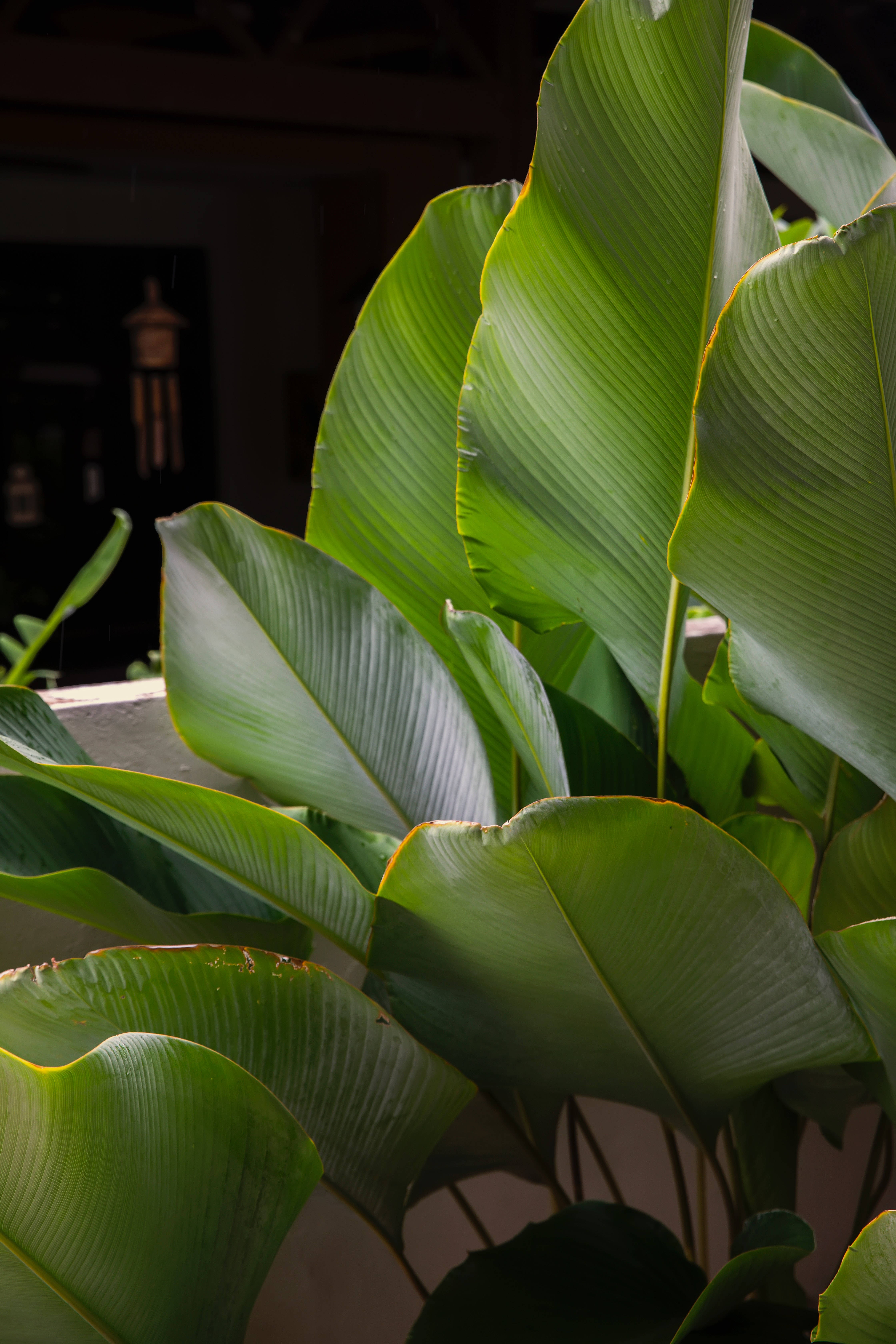 Estetică plantă Calathea Lutea Fundal