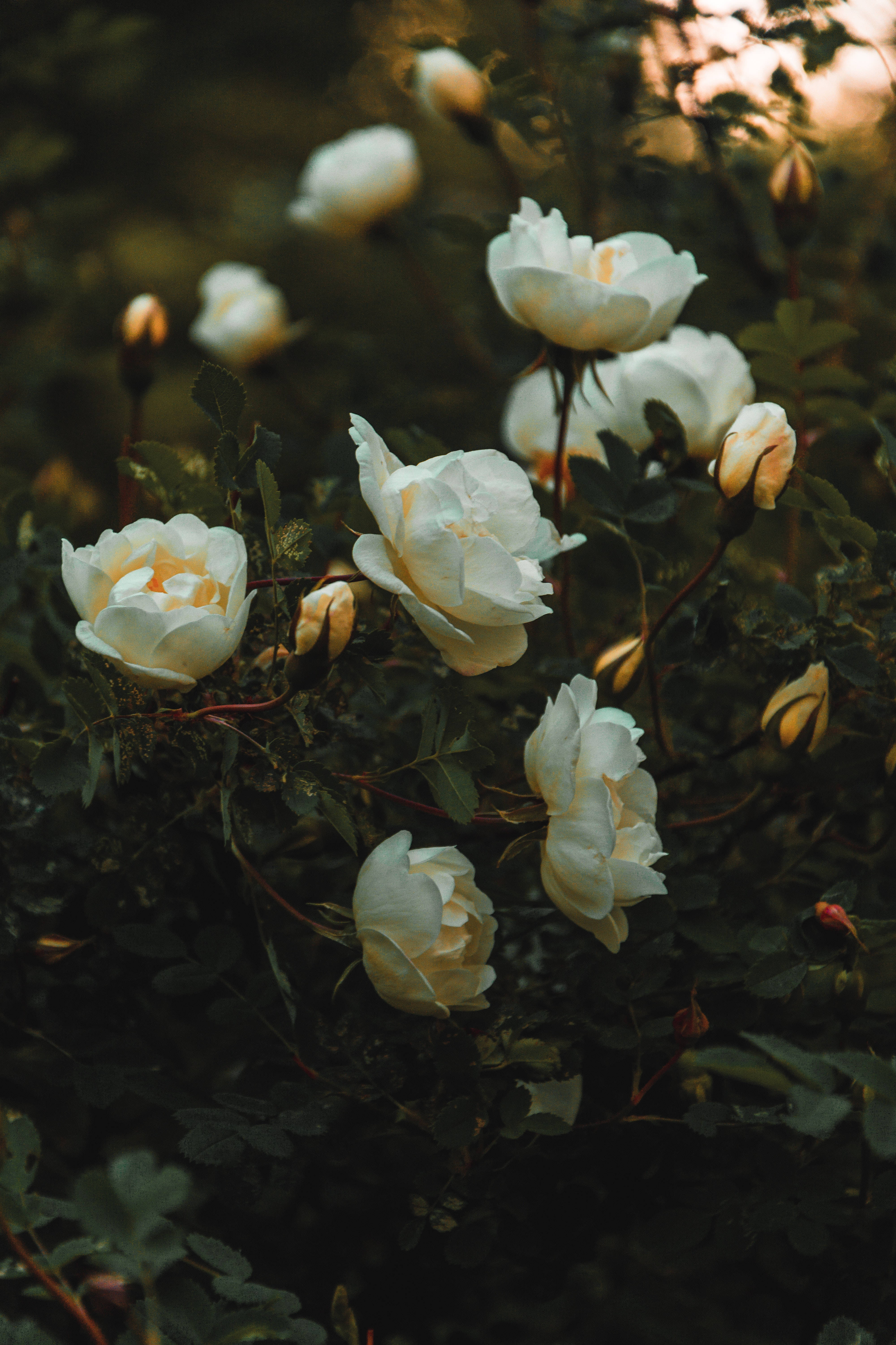 Estetică Trandafir Alb la Apus Fundal