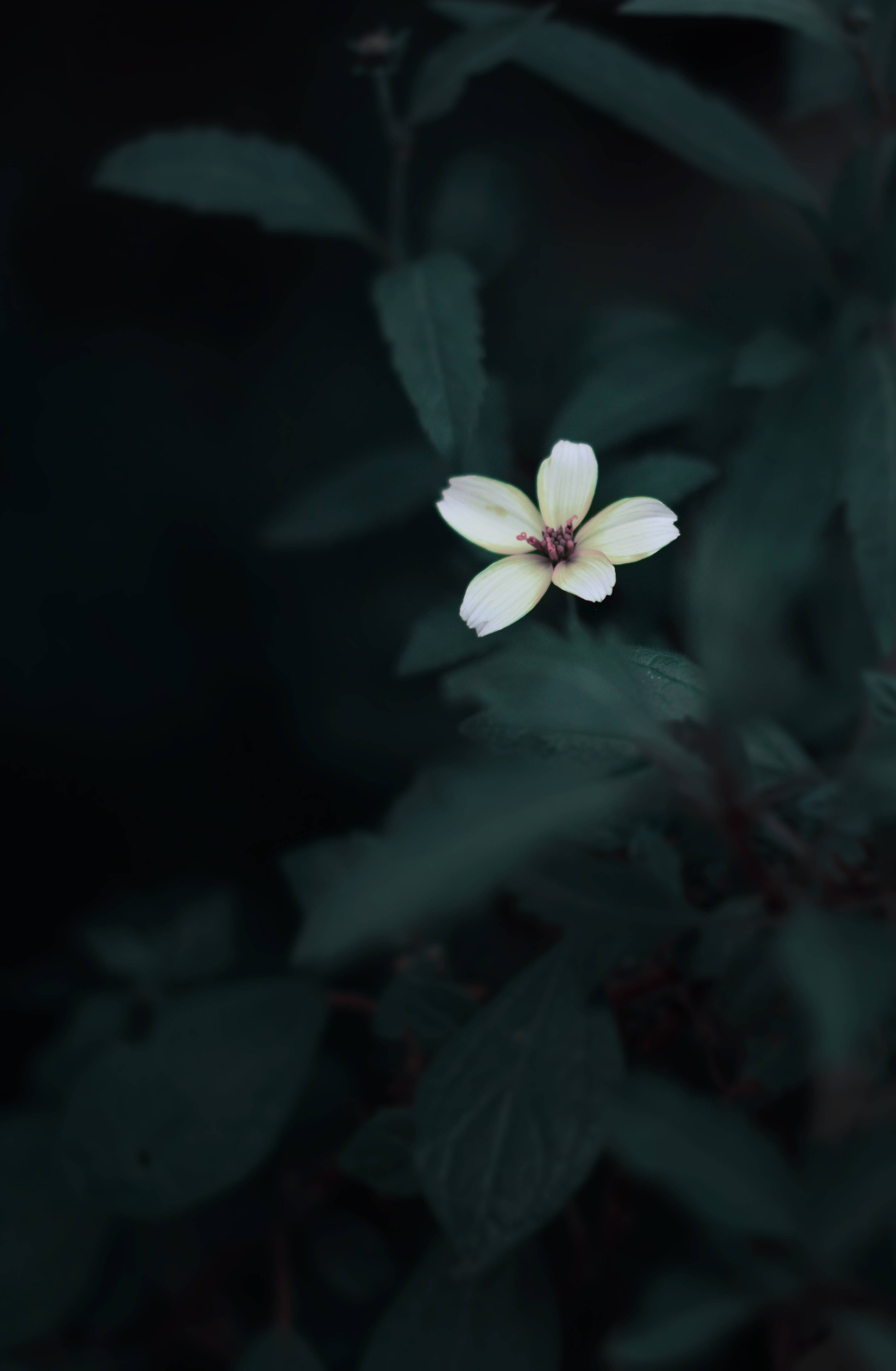 Estetică Verde Închis cu Floare Drăguță Fundal