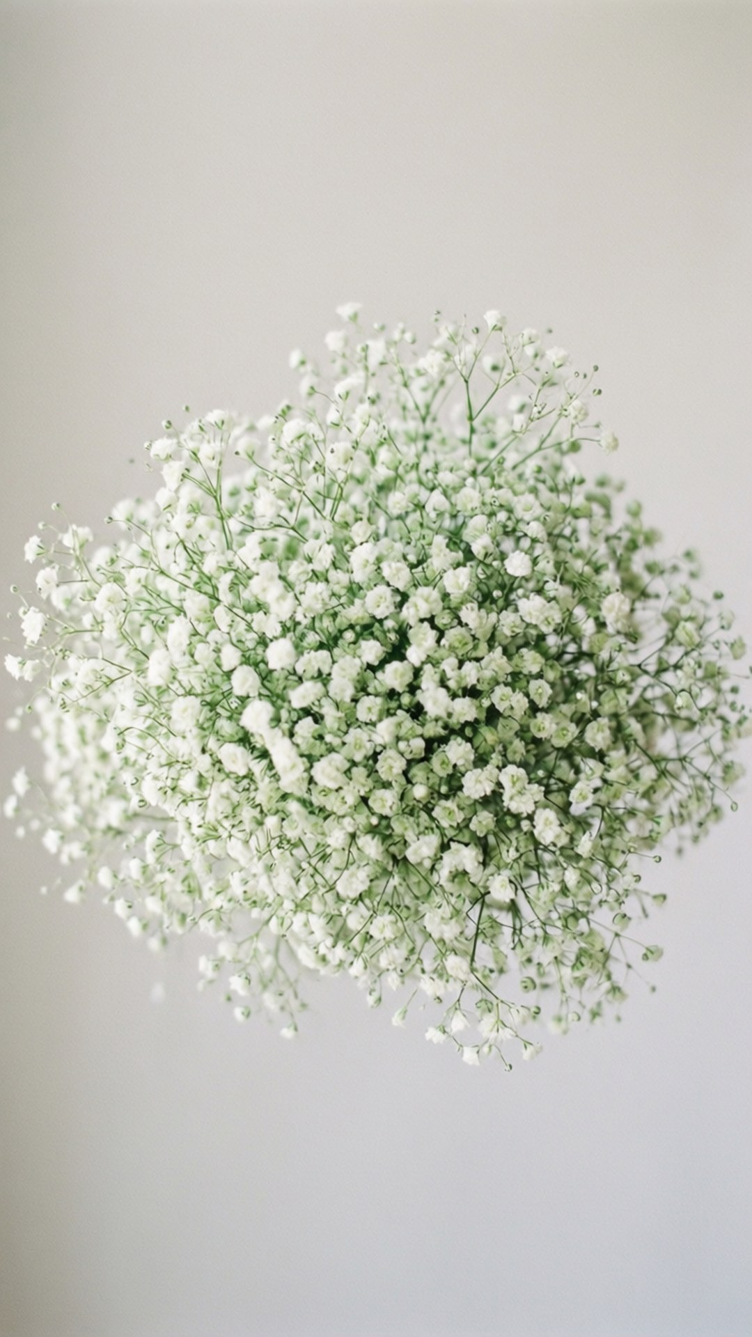 Eterică Gypsophila Fundal