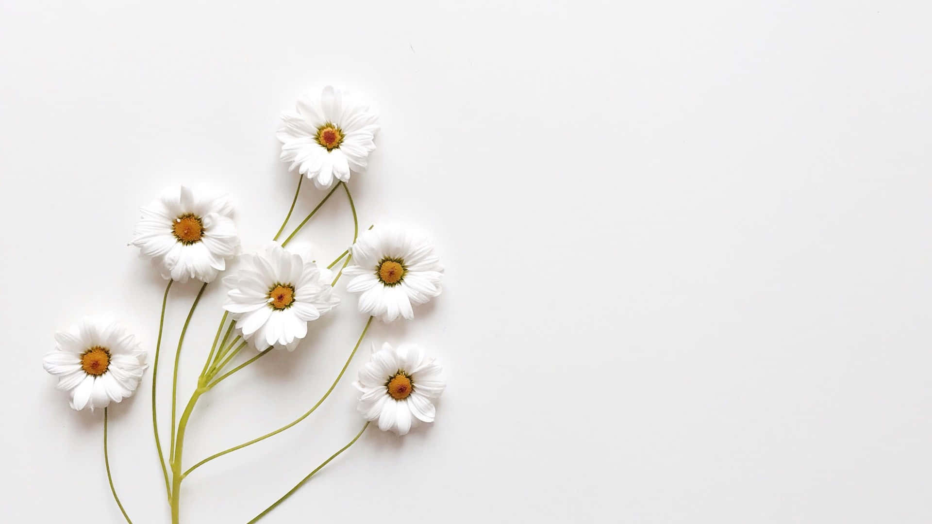 Experimentează simplitatea, eleganța și rafinamentul cu wallpaper-ul Aesthetic White. Fundal