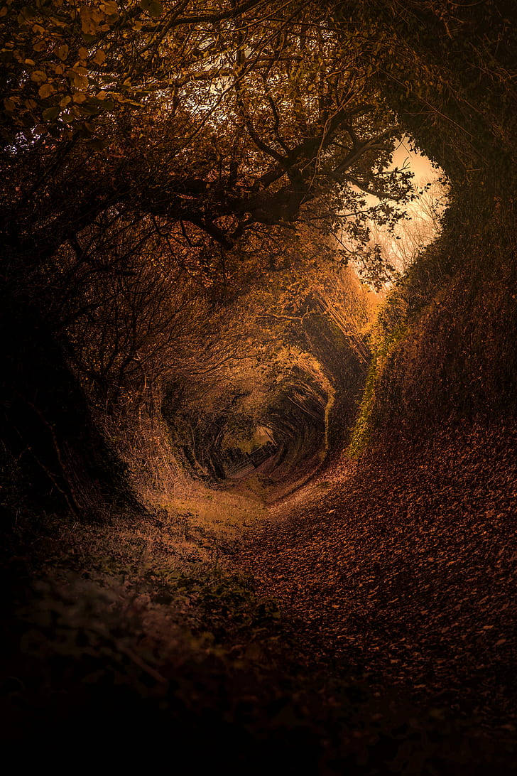 Explorând estetica maro închis a unei cărări mistice din pădure Fundal