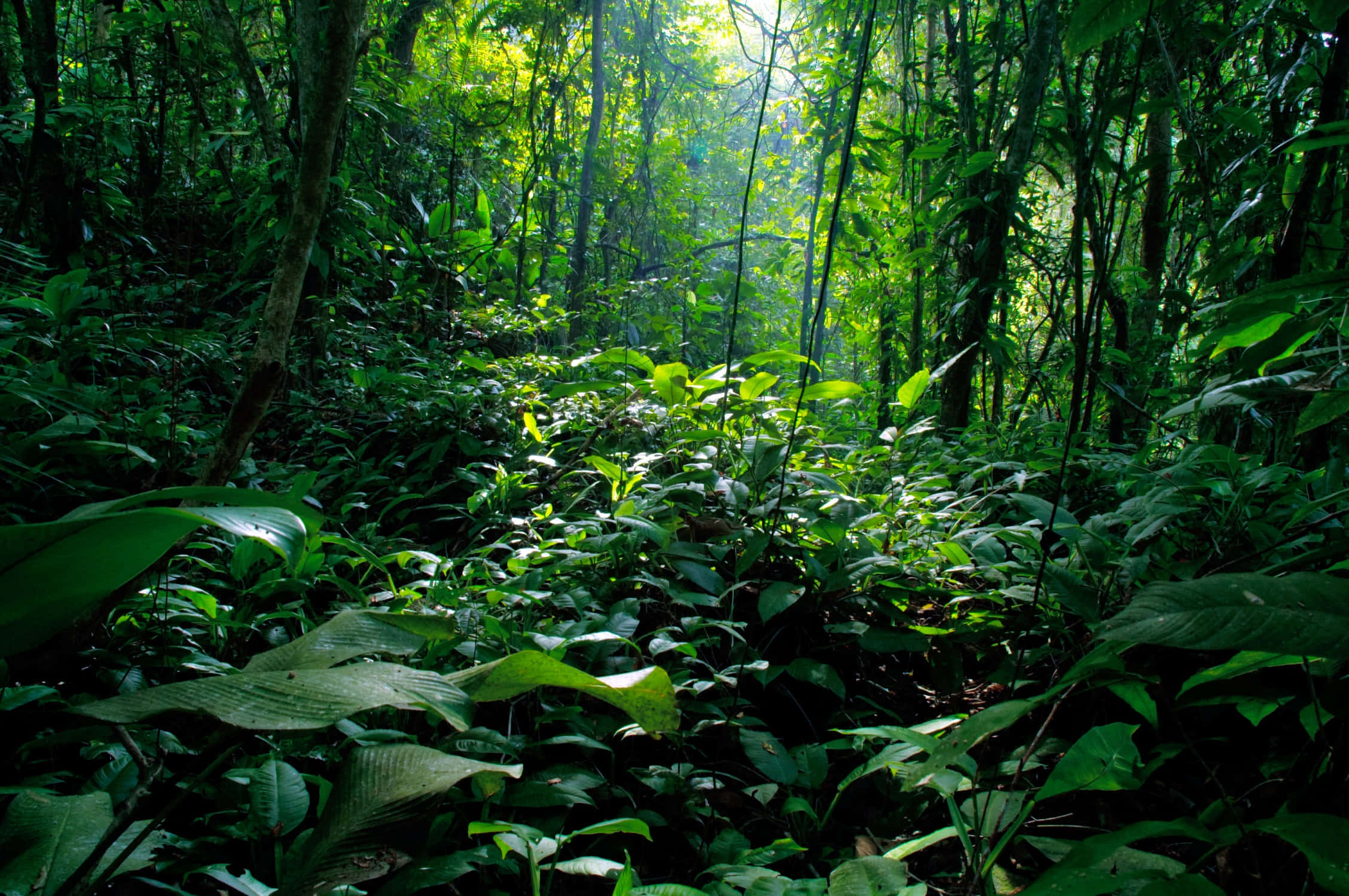 explorând o lume nouă într-o junglă verde și luxuriantă Fundal