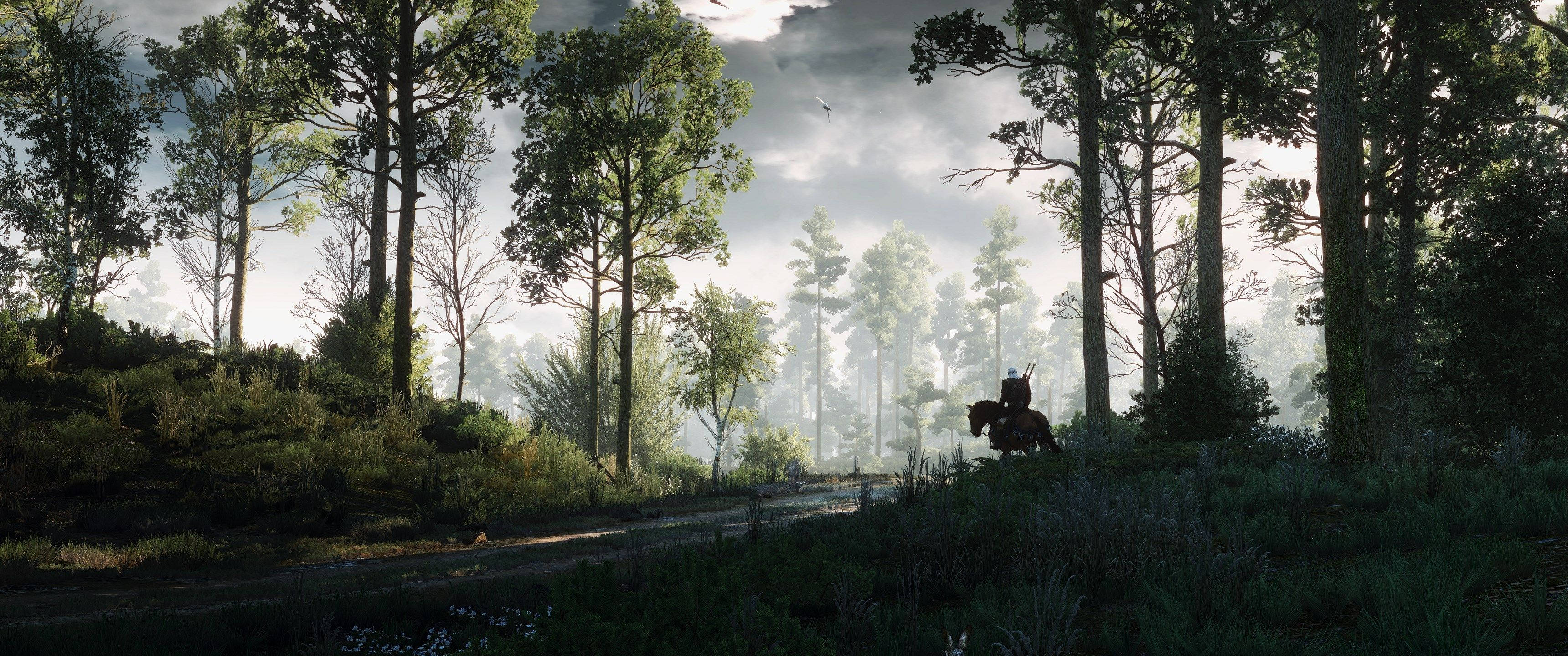 Explorați pădurea mistică din jocul video The Witcher Fundal