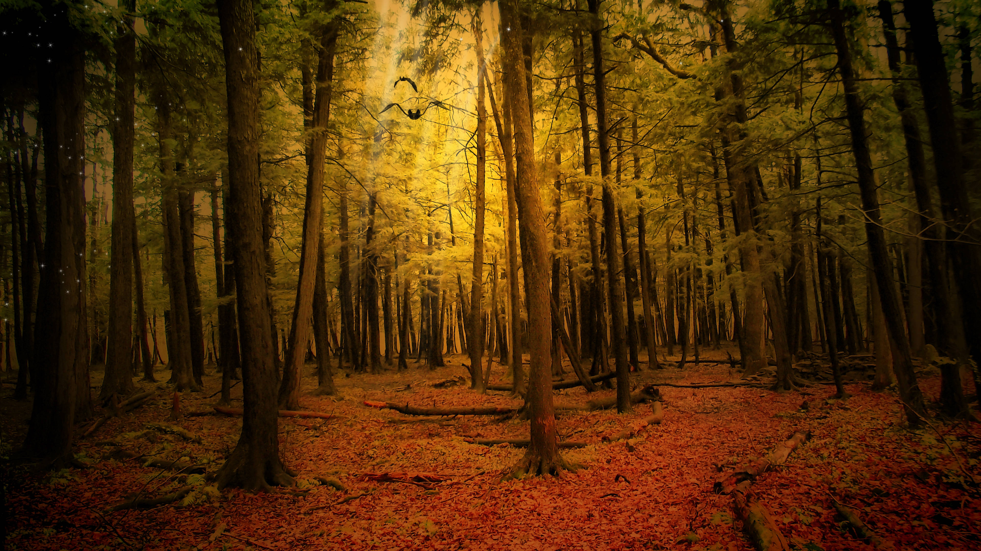 Explore the golden beauty of Autumn in this magical forest. Fundal