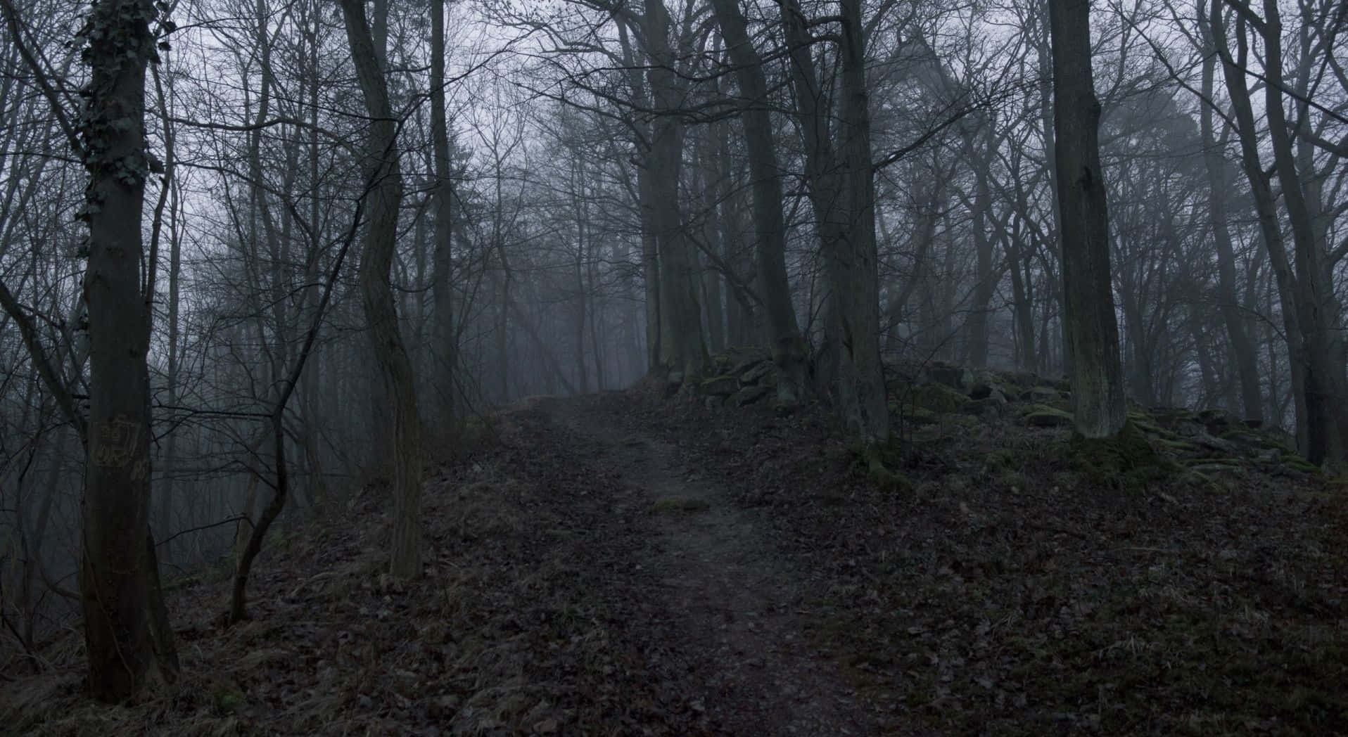 Explore the mysterious Dark Forest Fundal