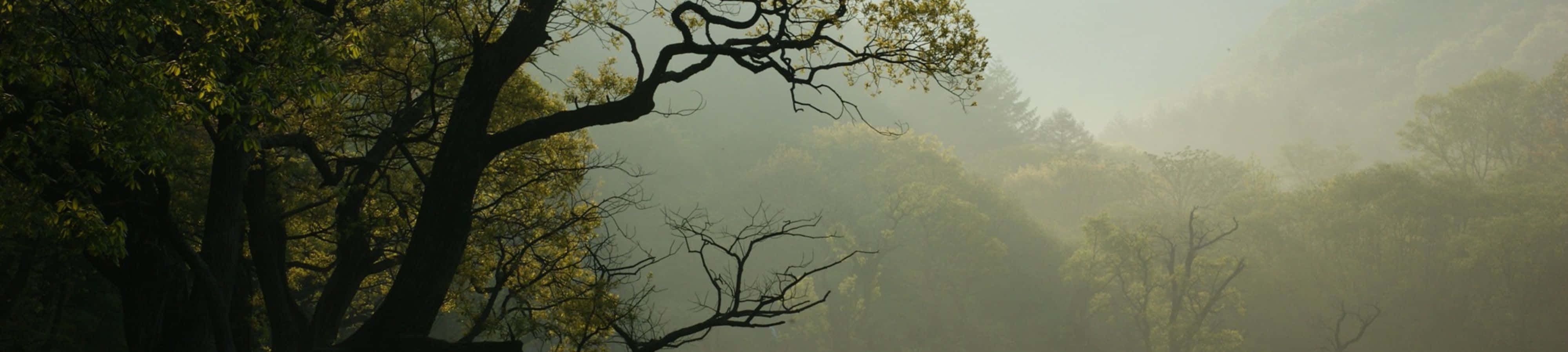 "Explorează frumusețea naturii în 4K" Fundal