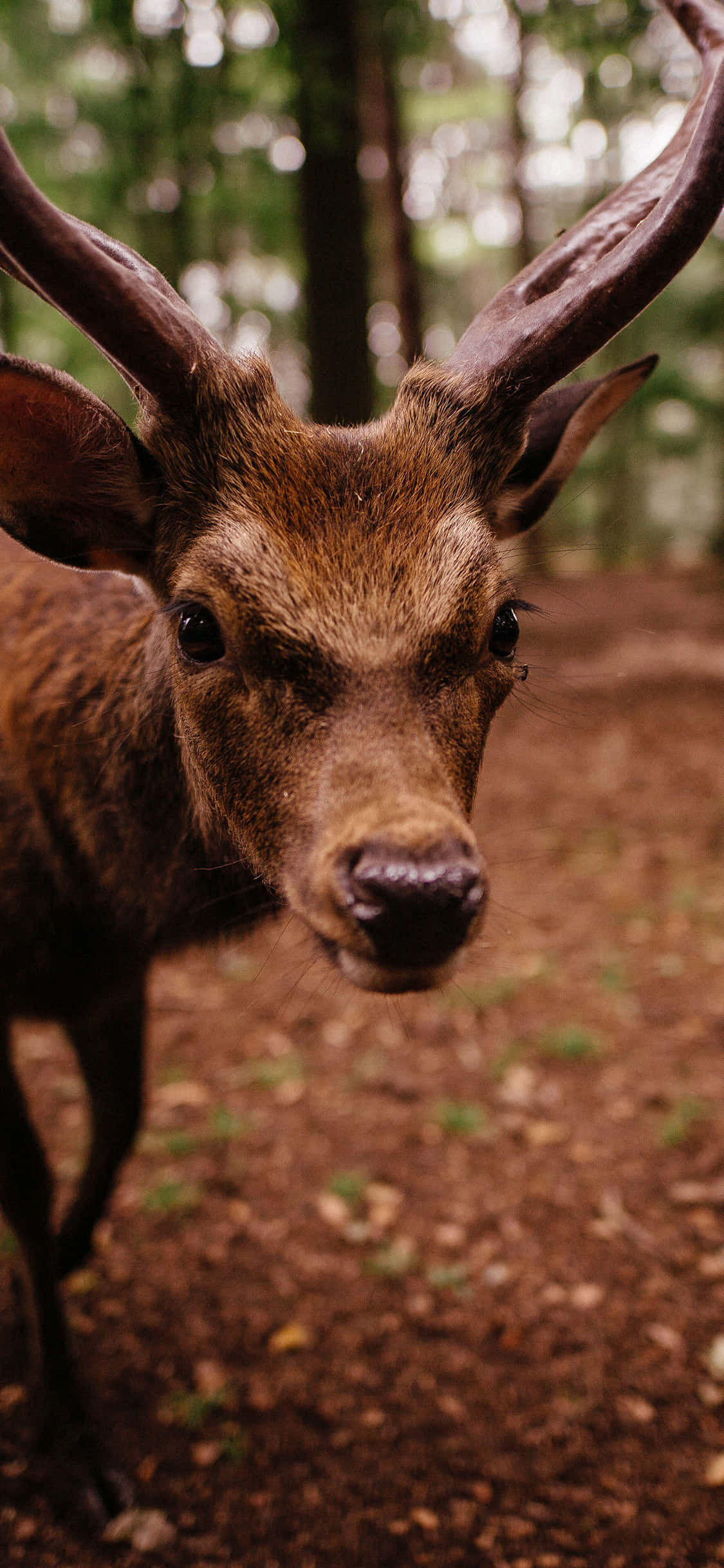 Explorează frumusețea naturii cu acest fundal Animals iPhone impresionant Fundal