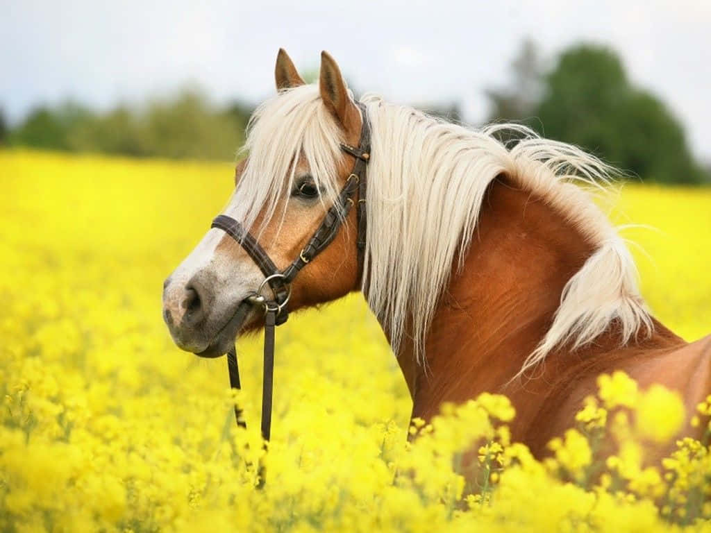 Expresia facială amabilă a unui cal drăguț te va face să te topești de emoție! Fundal