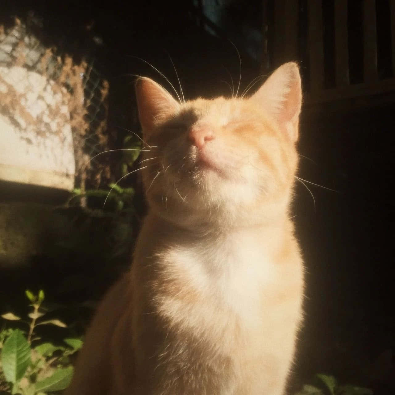 Fă din lume un loc mai stilat cu Aesthetic Cat Fundal